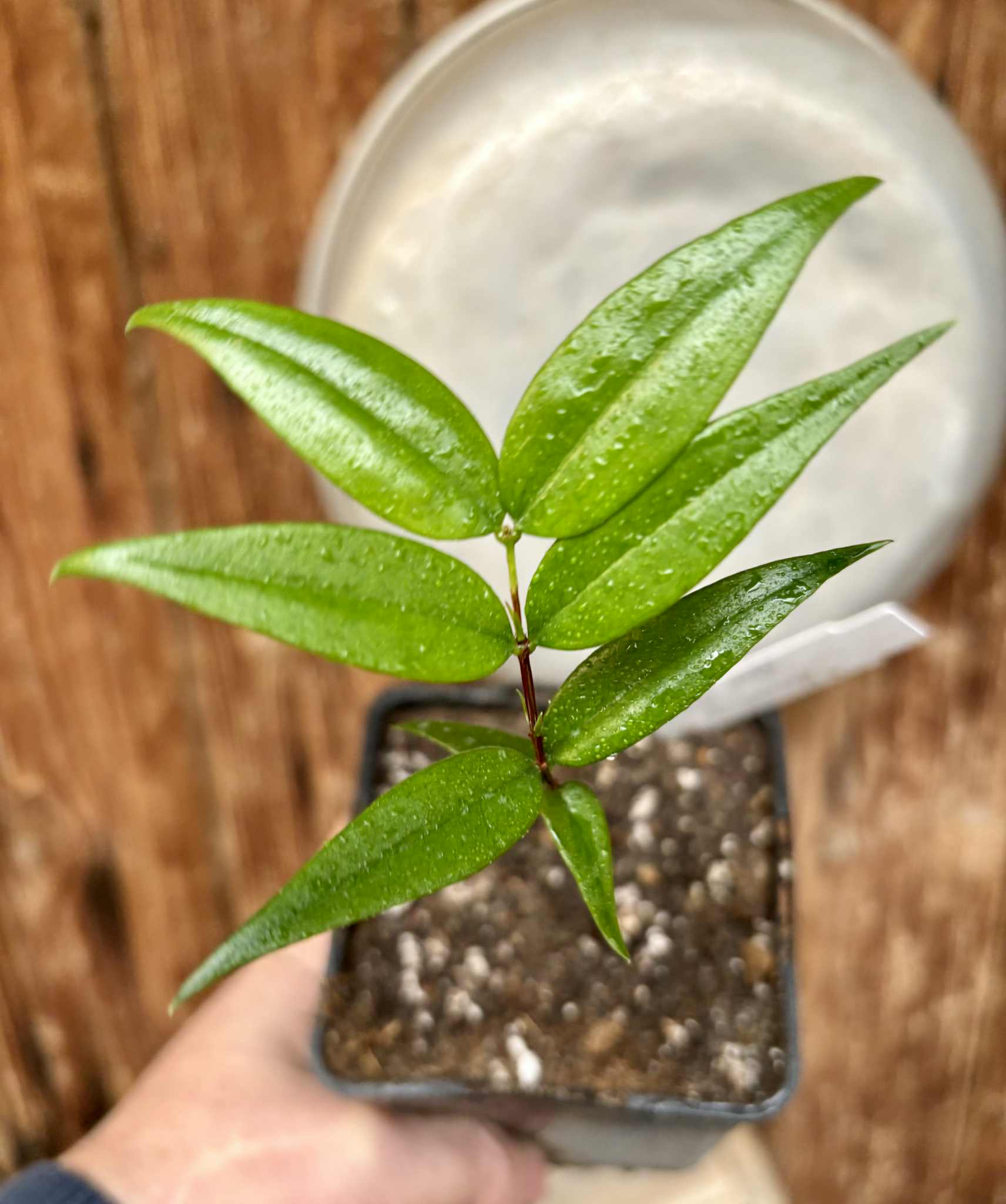 Mouriri sp Nova Provisão - 1 potted plant / 1 getopfte Pflanze