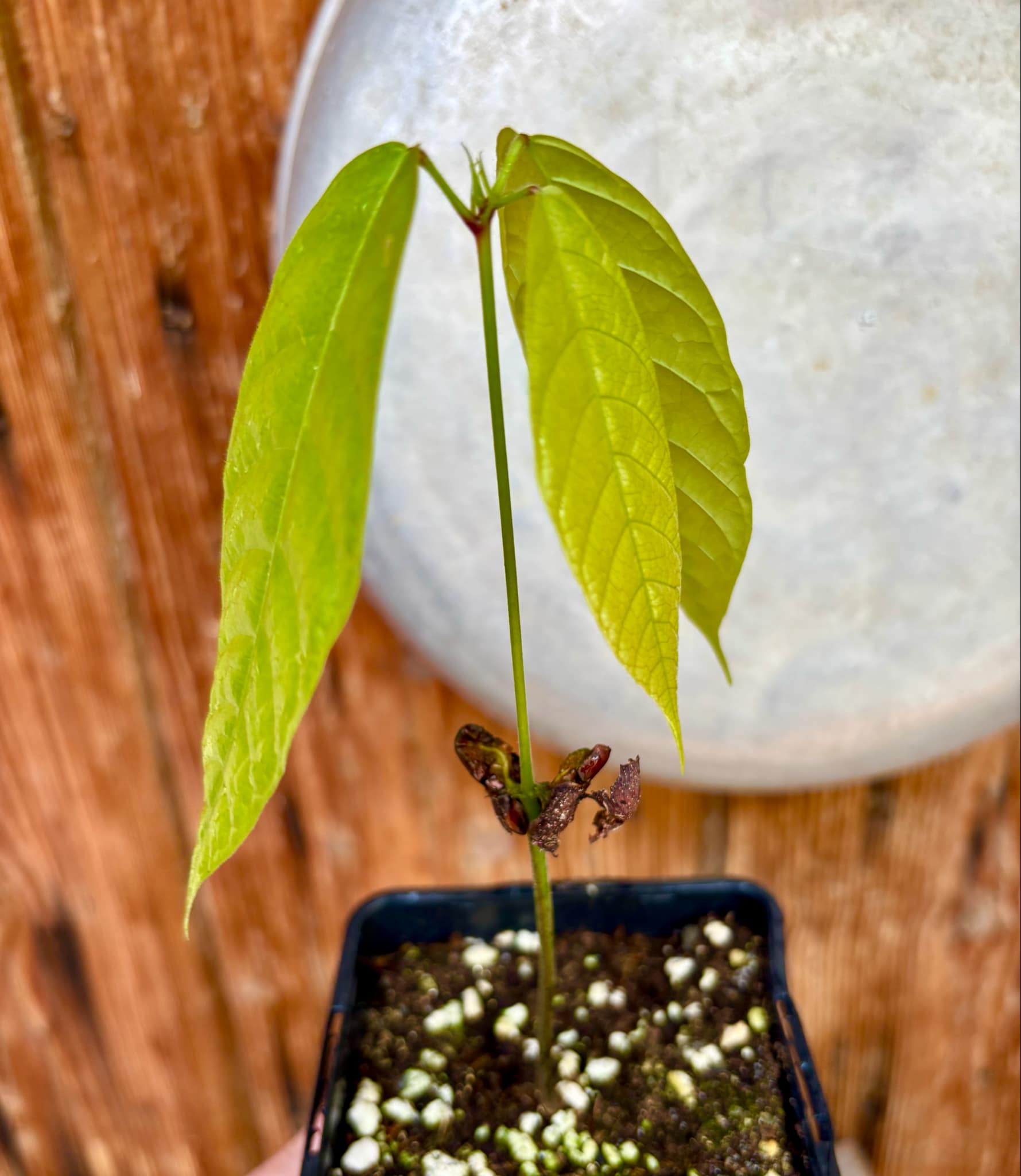 Cocoa - Kakao (Theobroma cacao) var. Trinitario - 1 potted seedling / 1 getopfter Sämling  