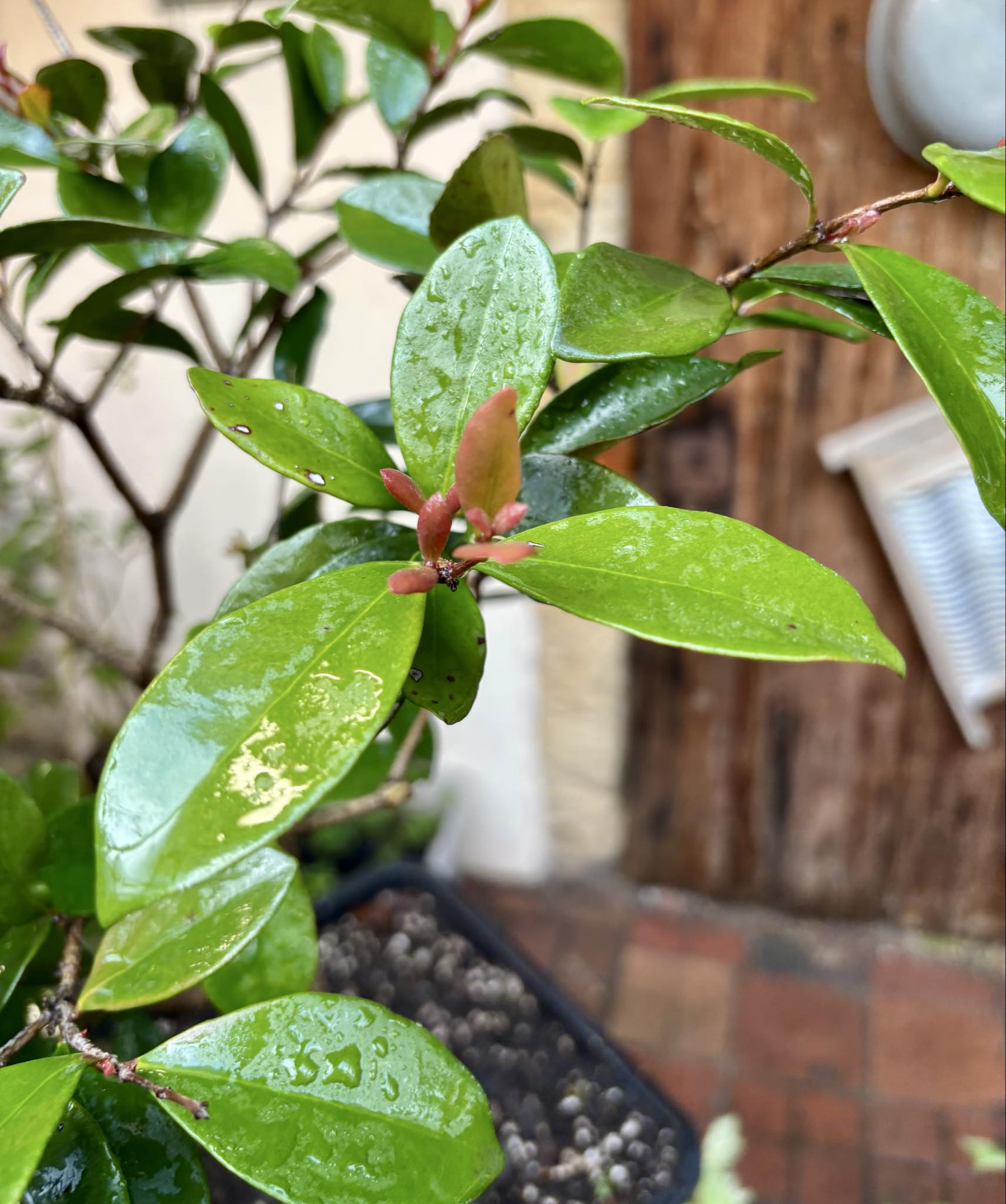 6 years old - Cedar Bay Cherry (Eugenia reinwardtiana) - 1 potted plant / 1 getopfte Pflanze