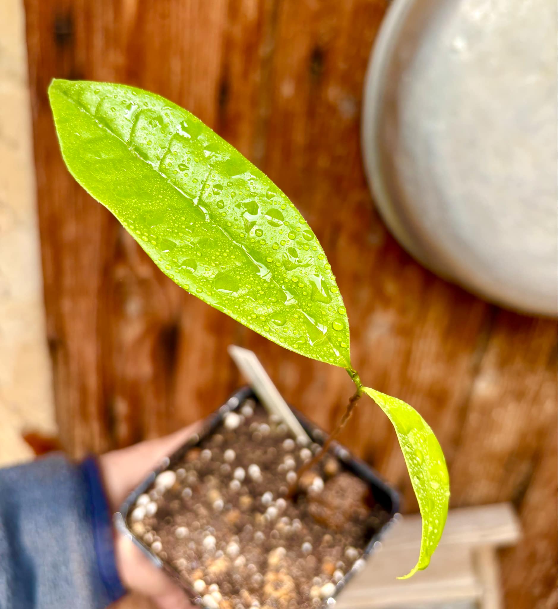 Malaysian Pawpaw - Alphonsea elliptica  - 1 potted plant / 1 getopfte Pflanze