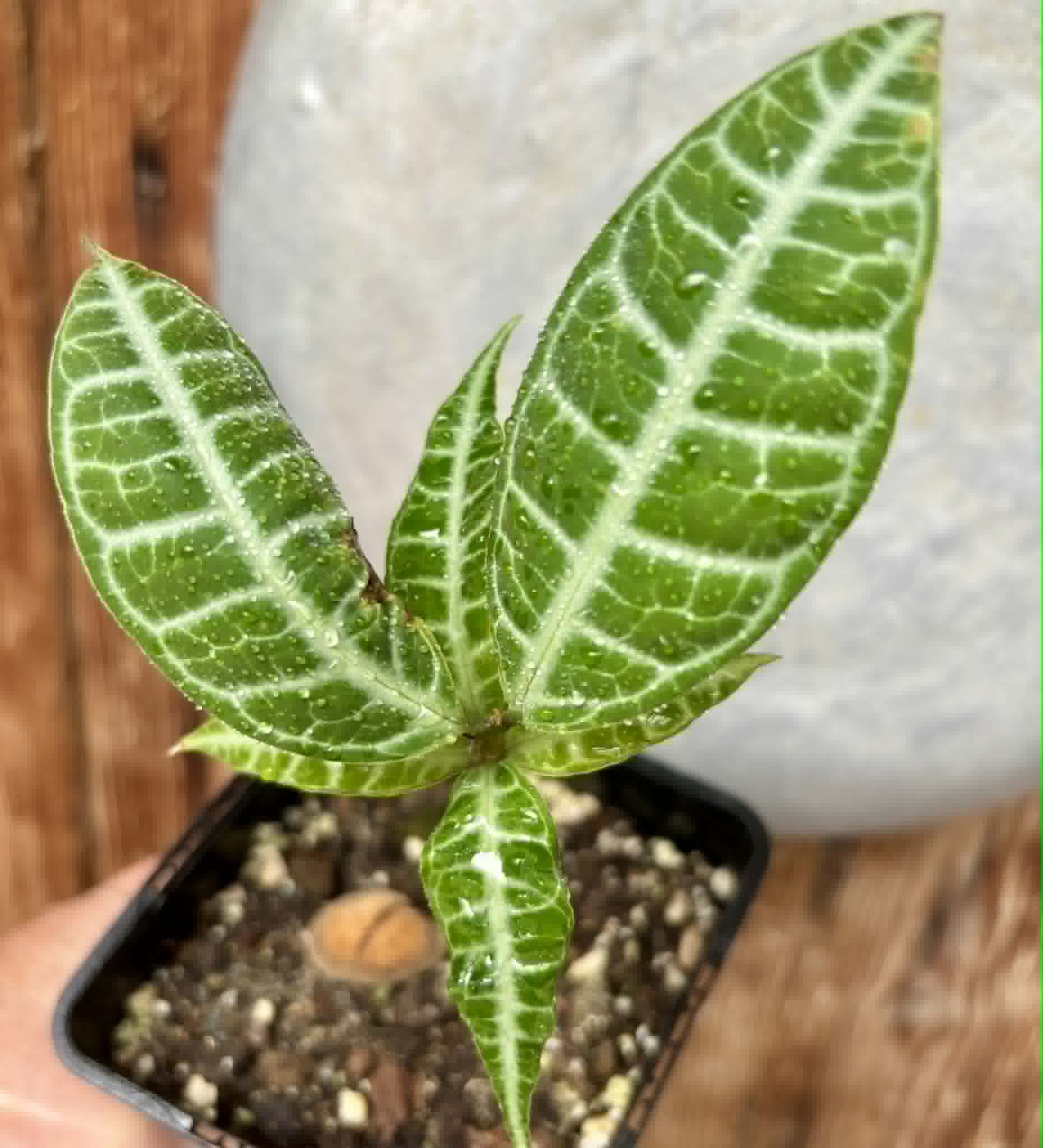 Eugenia sp Labisia -  1 potted plant / 1 getopfte Pflanze
