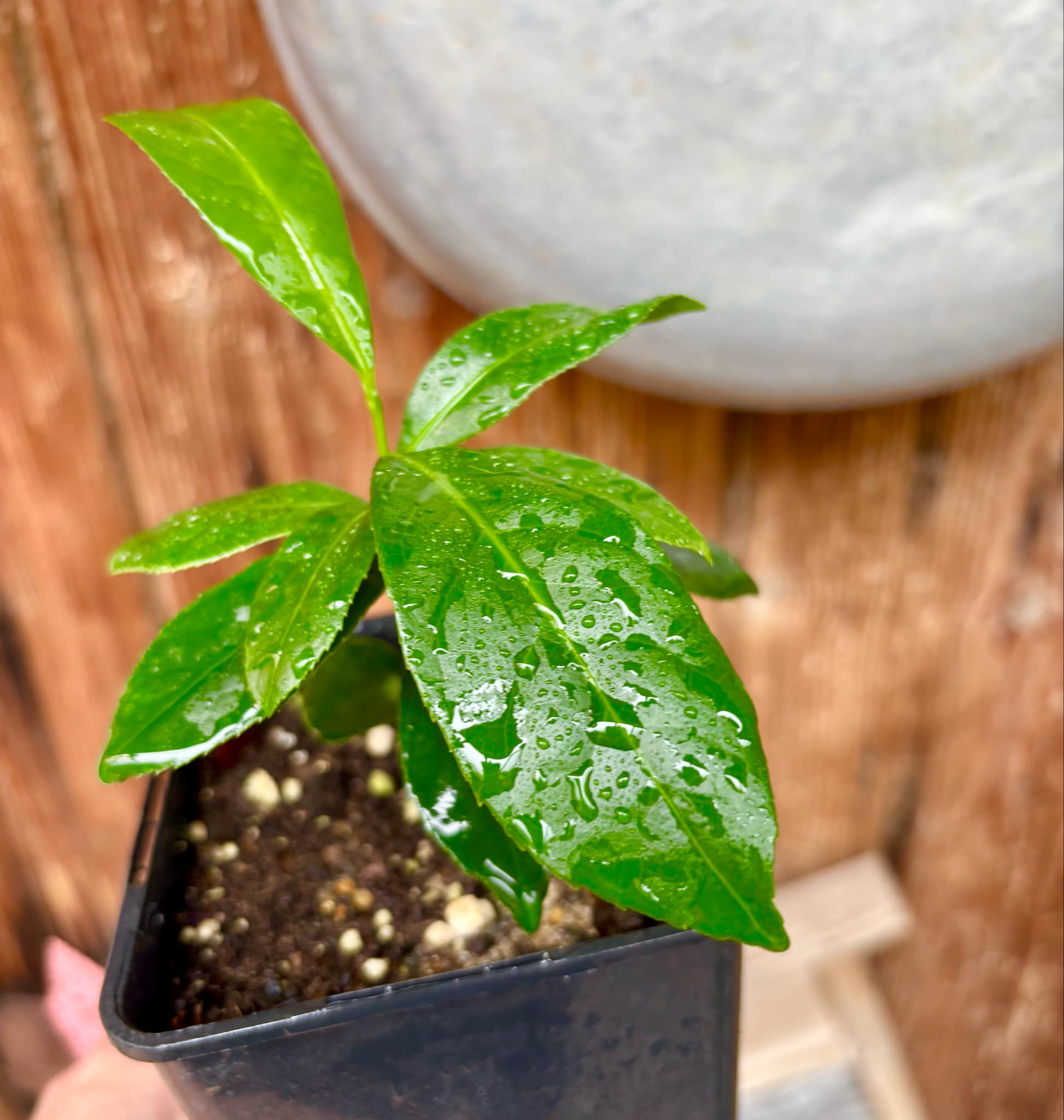 Siphonodon celastrineus  - 1 potted plant / 1 getopfte Pflanze