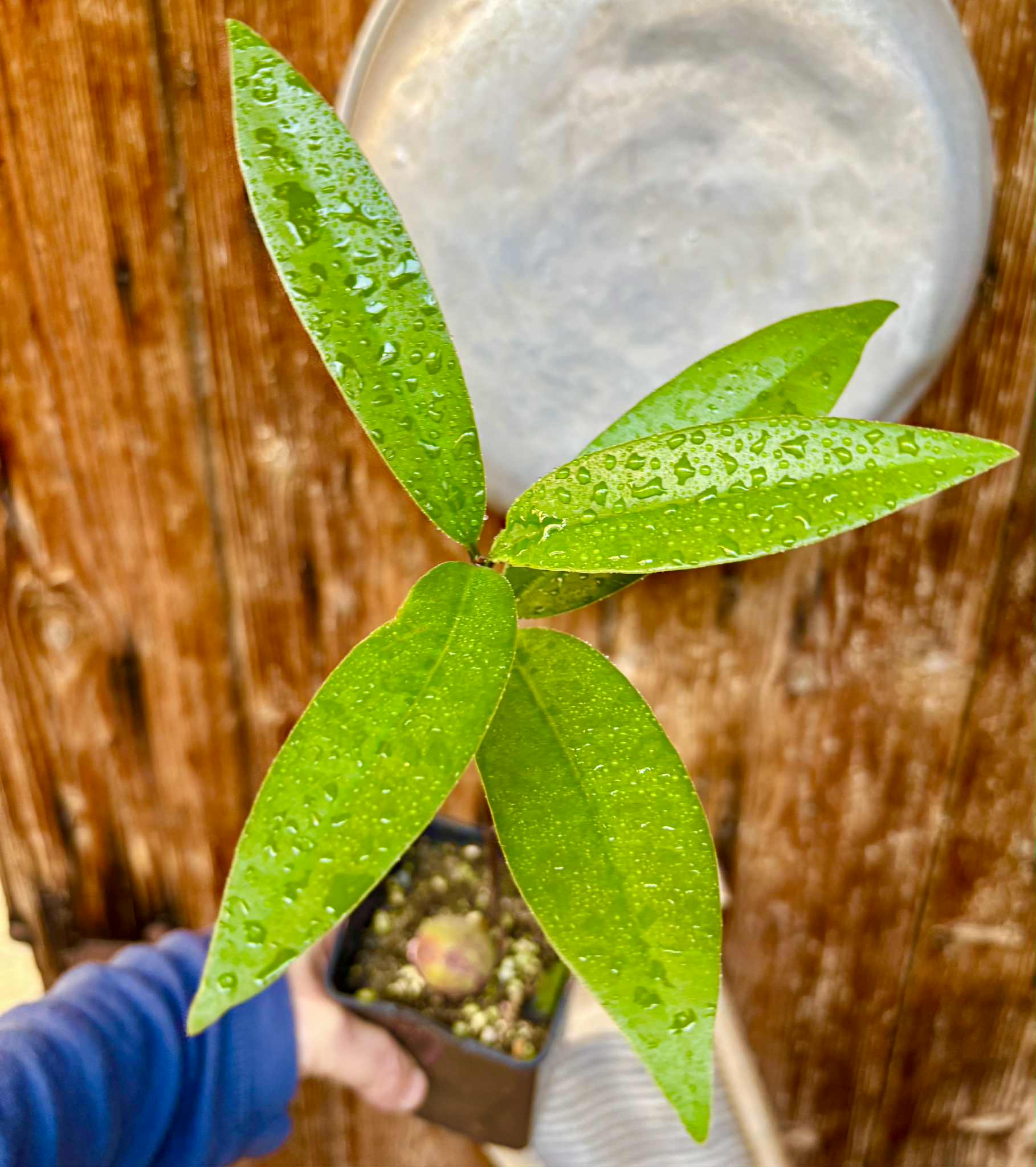 Eugenia sp Maca BIG -  1 potted seedling / 1 getopfter Sämling