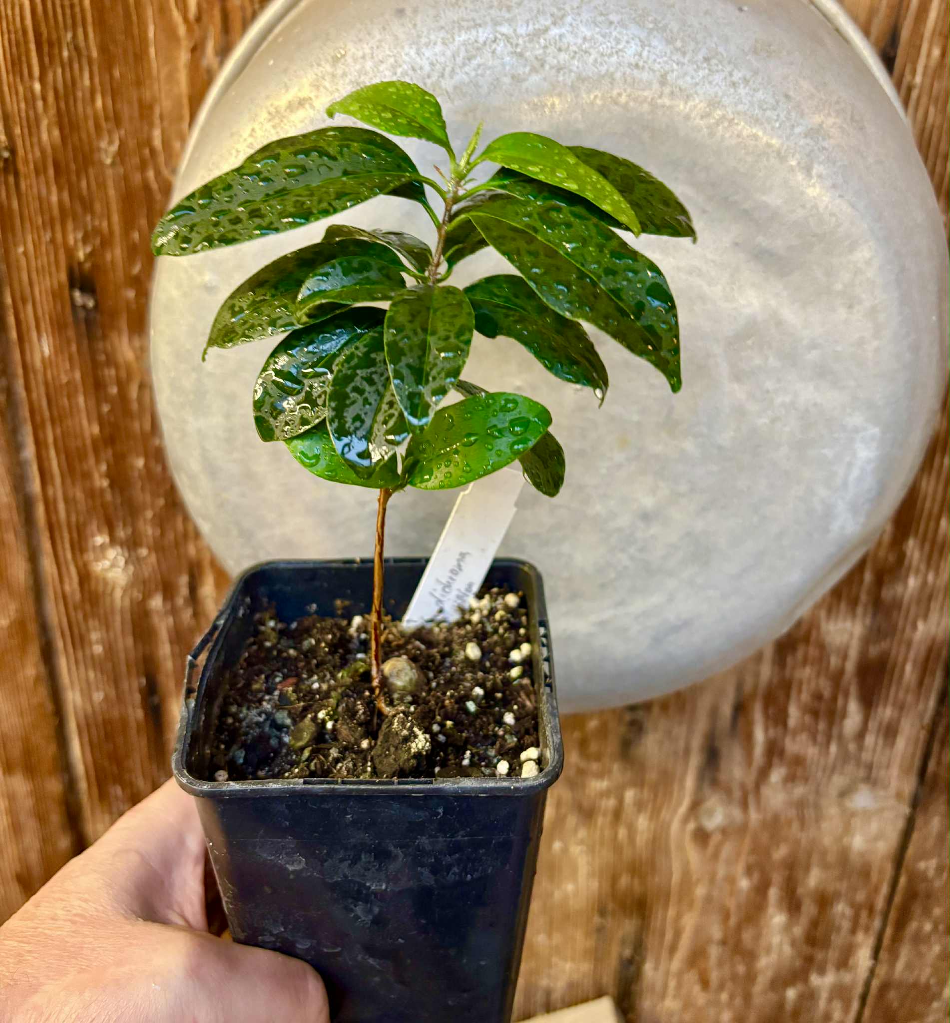 Eugenia dichroma - Pitanga Fanta - 1 potted seedling / 1 getopfter Sämling
