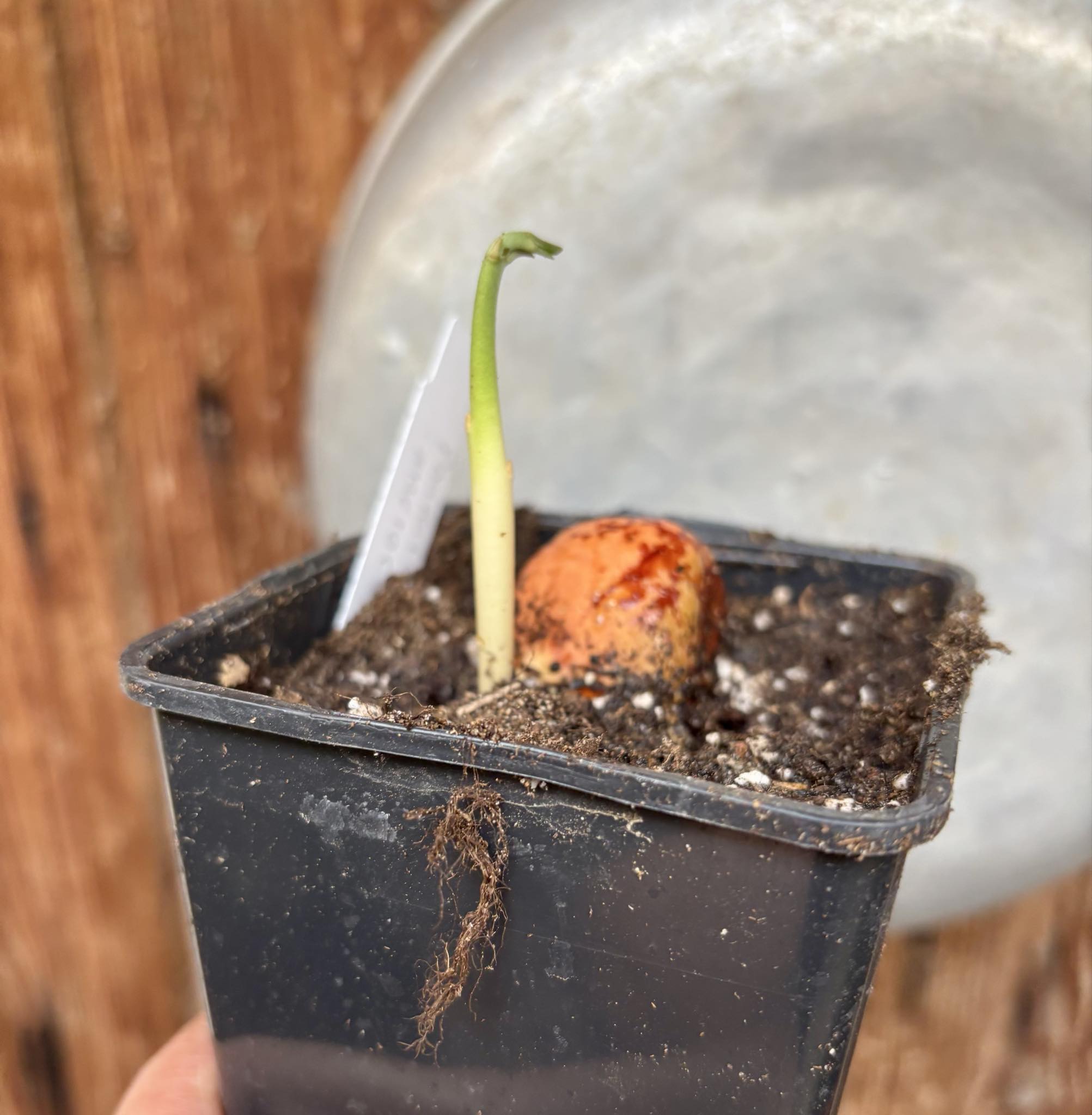 Pouteria aff. macrocarpa - 1 potted seedling / 1 getopfter Sämling