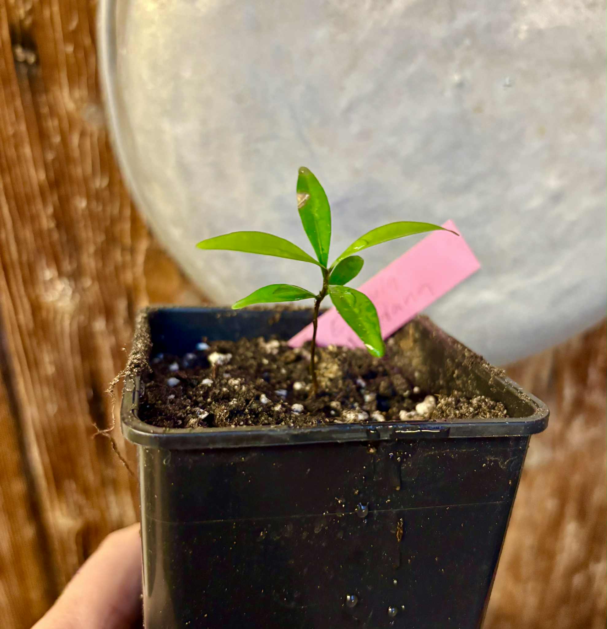 Eugenia schottiana -  1 small potted seedling / 1 kleiner, getopfter Sämling