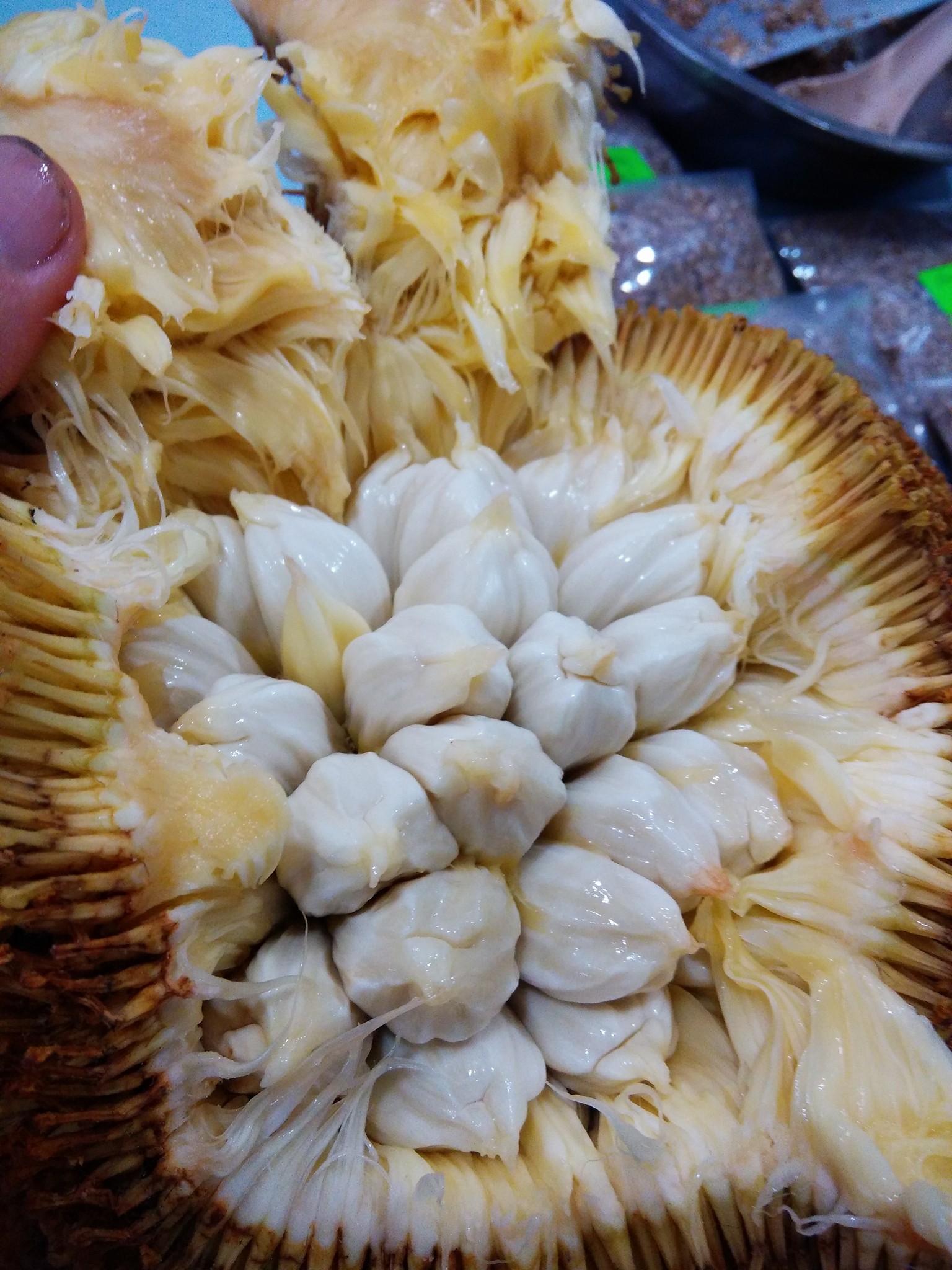 Marang (Artocarpus odoratissimus) - 1 germinated seed / 1 gekeimter Samen Marang (Artocarpus odoratissimus) - 1 germinated seed / 1 gekeimter Samen
