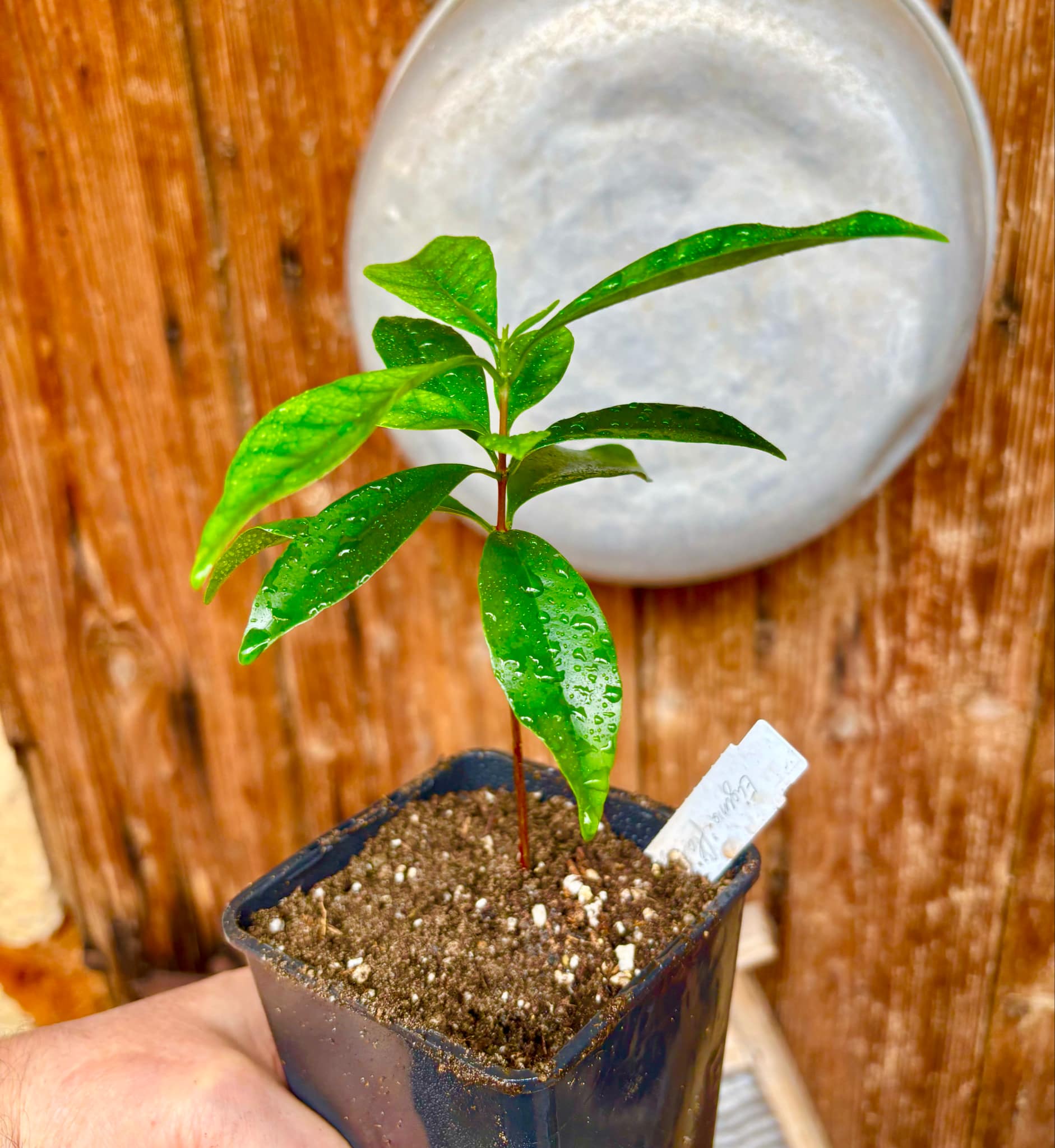 Eugenia flamingensis - 1 small potted seedling / 1 kleiner, getopfter Sämling