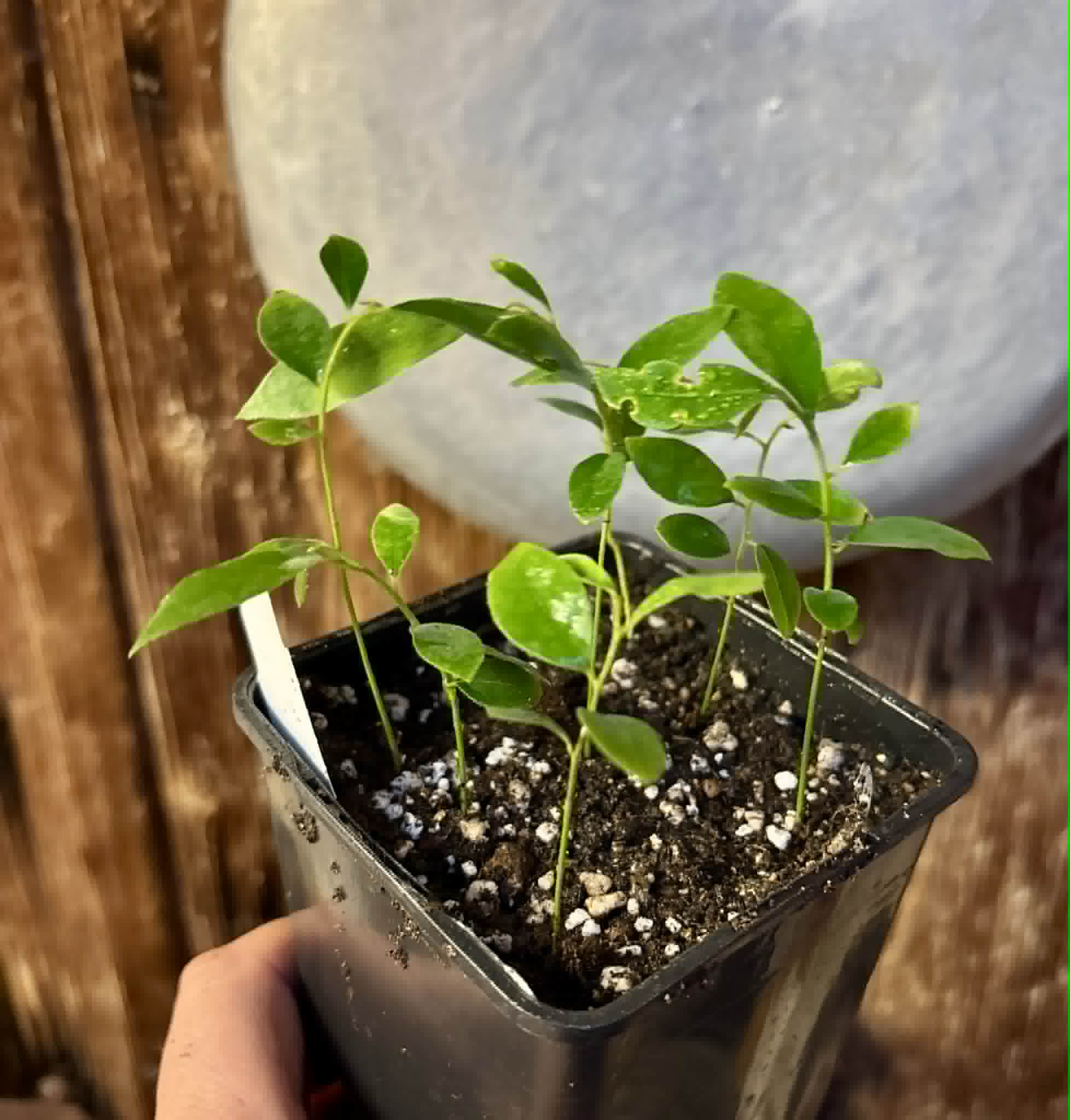 7 in 1 pot - Uvaria cordata -  7 seedlings in one pot / 7 Sämlinge in einem Topf