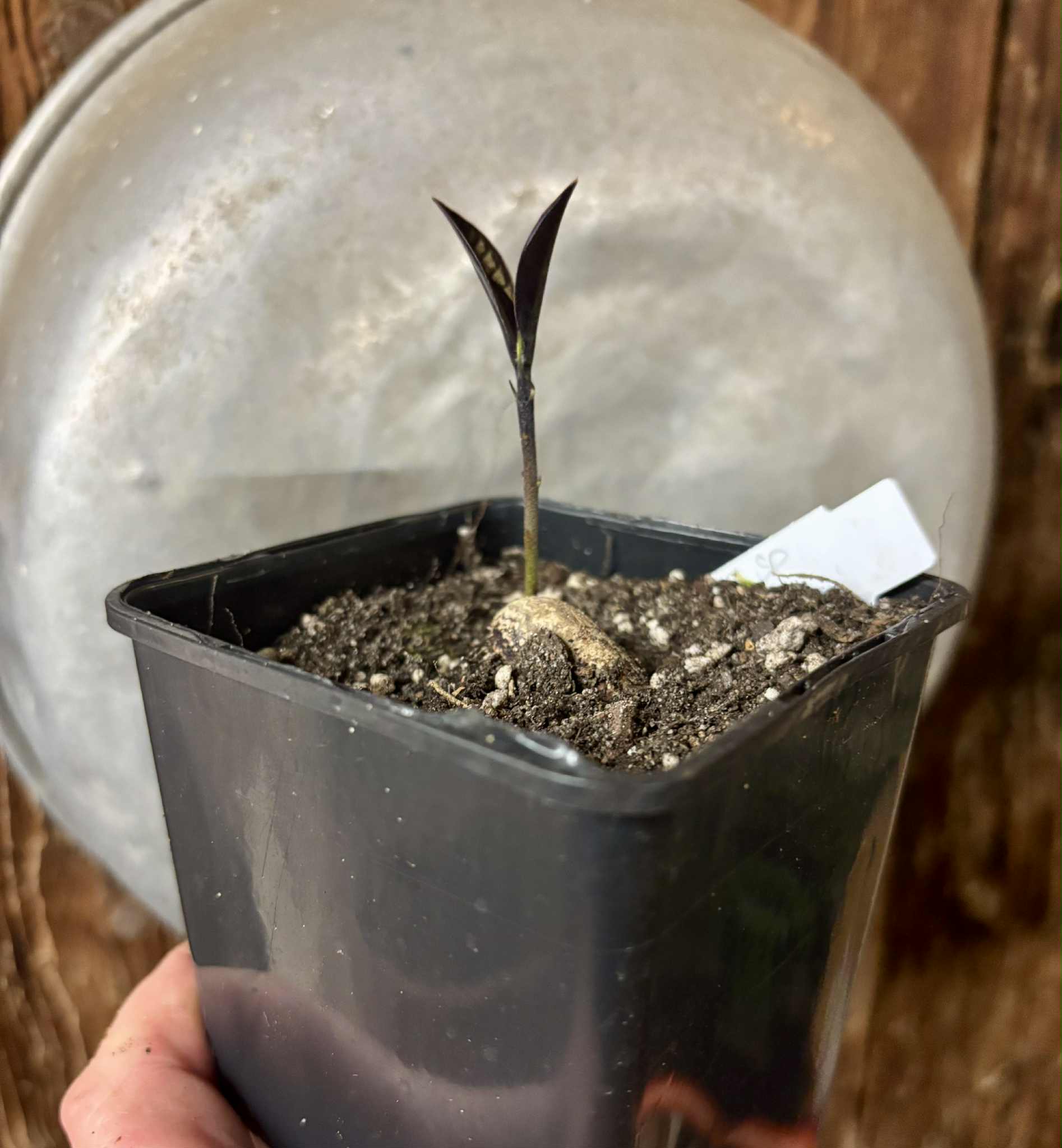 Eugenia sp Essencia negra - 1 potted seedling / 1 getopfter Sämling