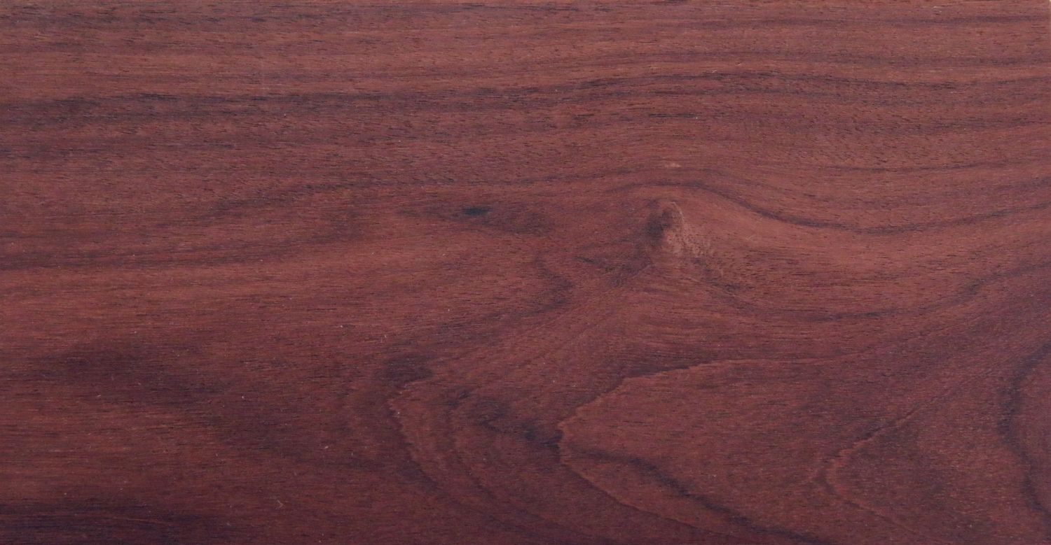 Pau ferro - Rosewood - Machaerium scleroxylon -  1 fresh seed / 1 frischer Samen