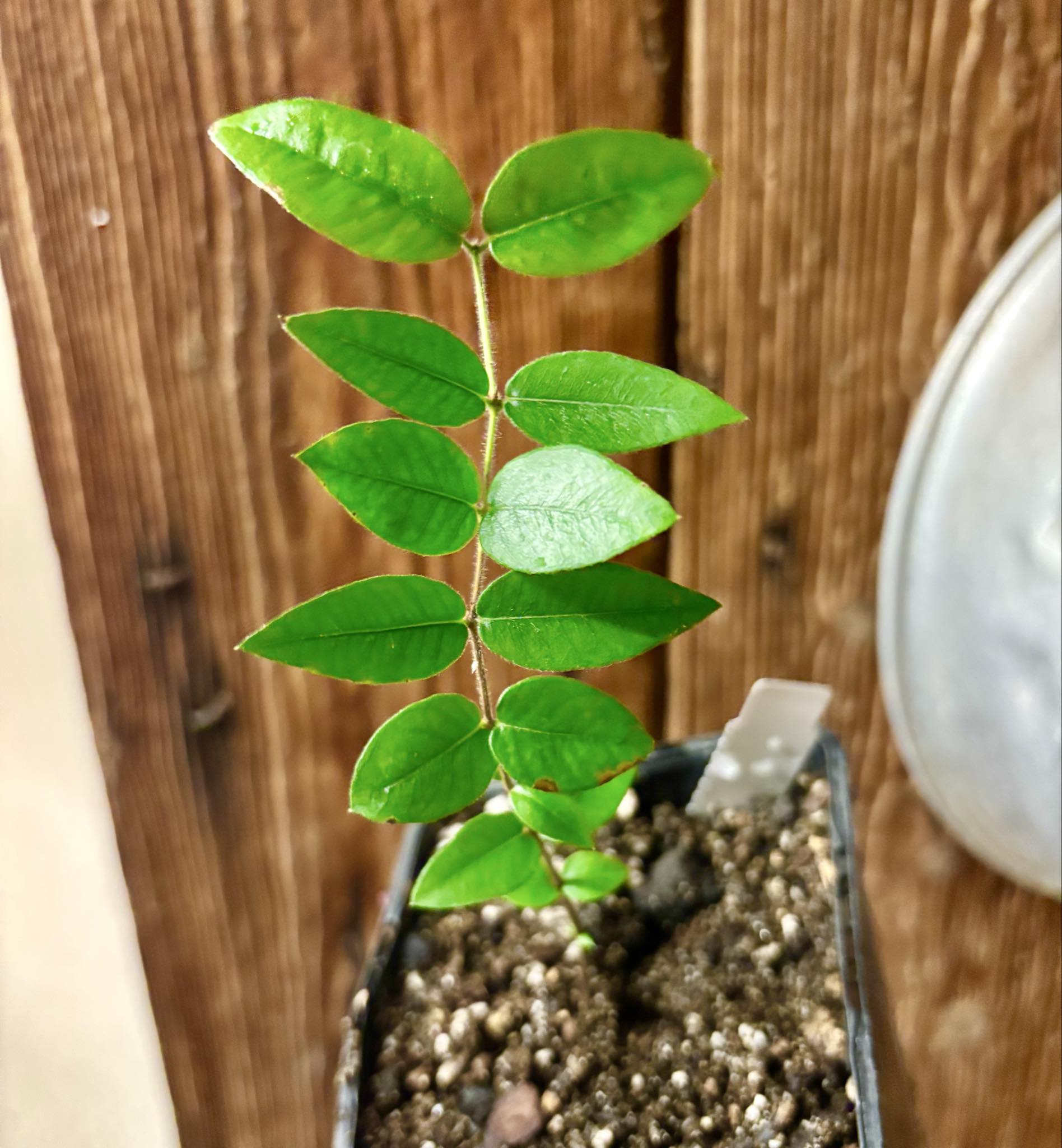 Myrciaria aff plinioides-  1 potted seedling / 1 getopfter Sämling