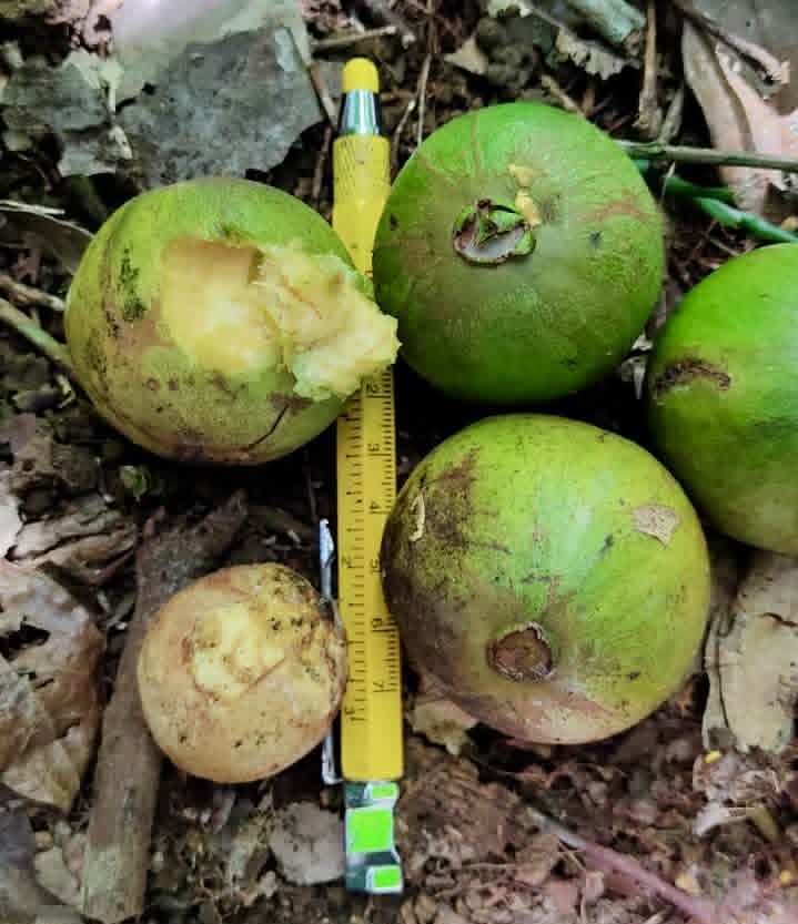 Pre Order - Eugenia sp. Batingão - 1 fresh seed / 1 frischer Samen