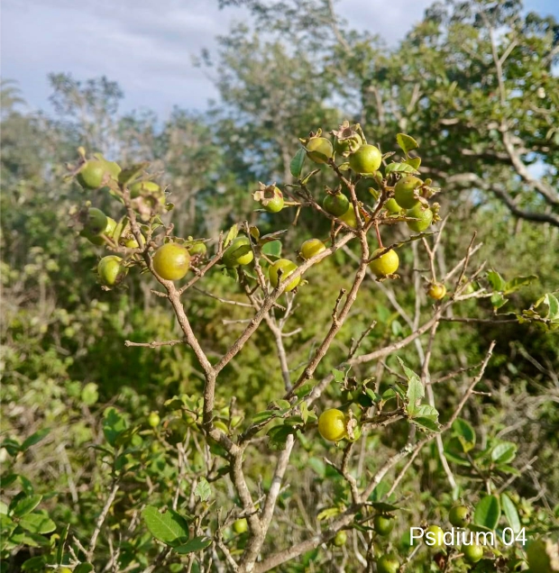 Set of 5 different Psidium sp from Espinhaço  -  5 fresh seeds / 5 frische Samen