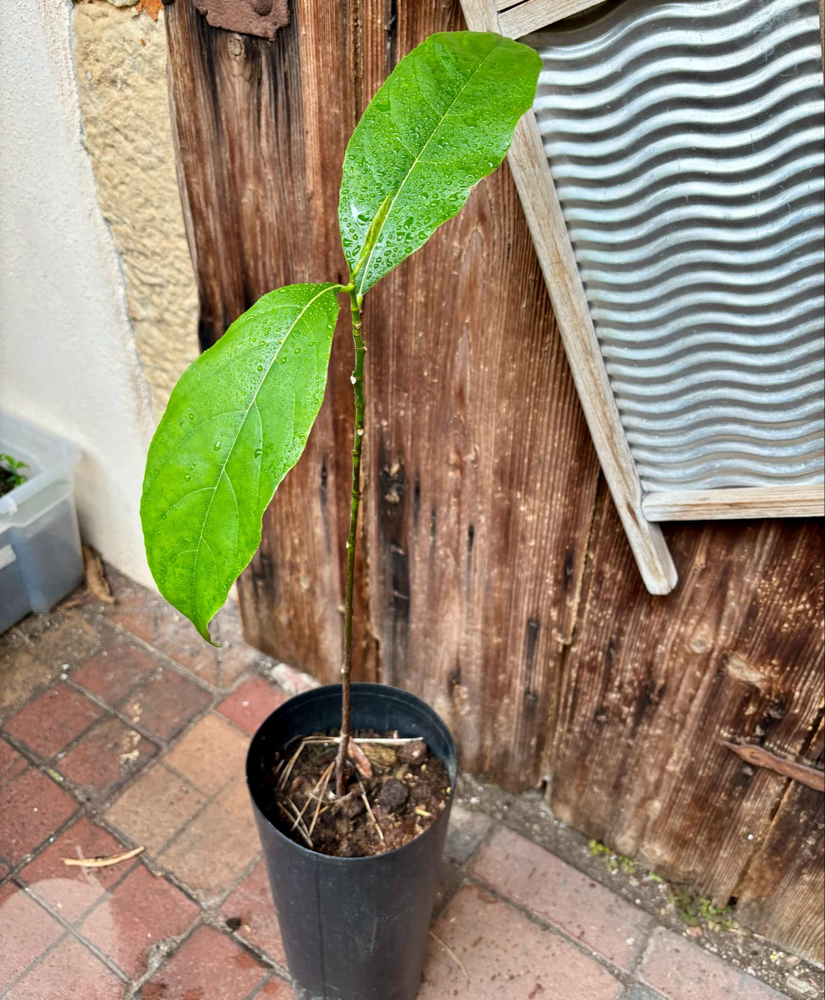 3 years old - Red Jackfruit (Artocarpus heterophyllus) - 1 pottet plant, 1 getopfte Pflanze