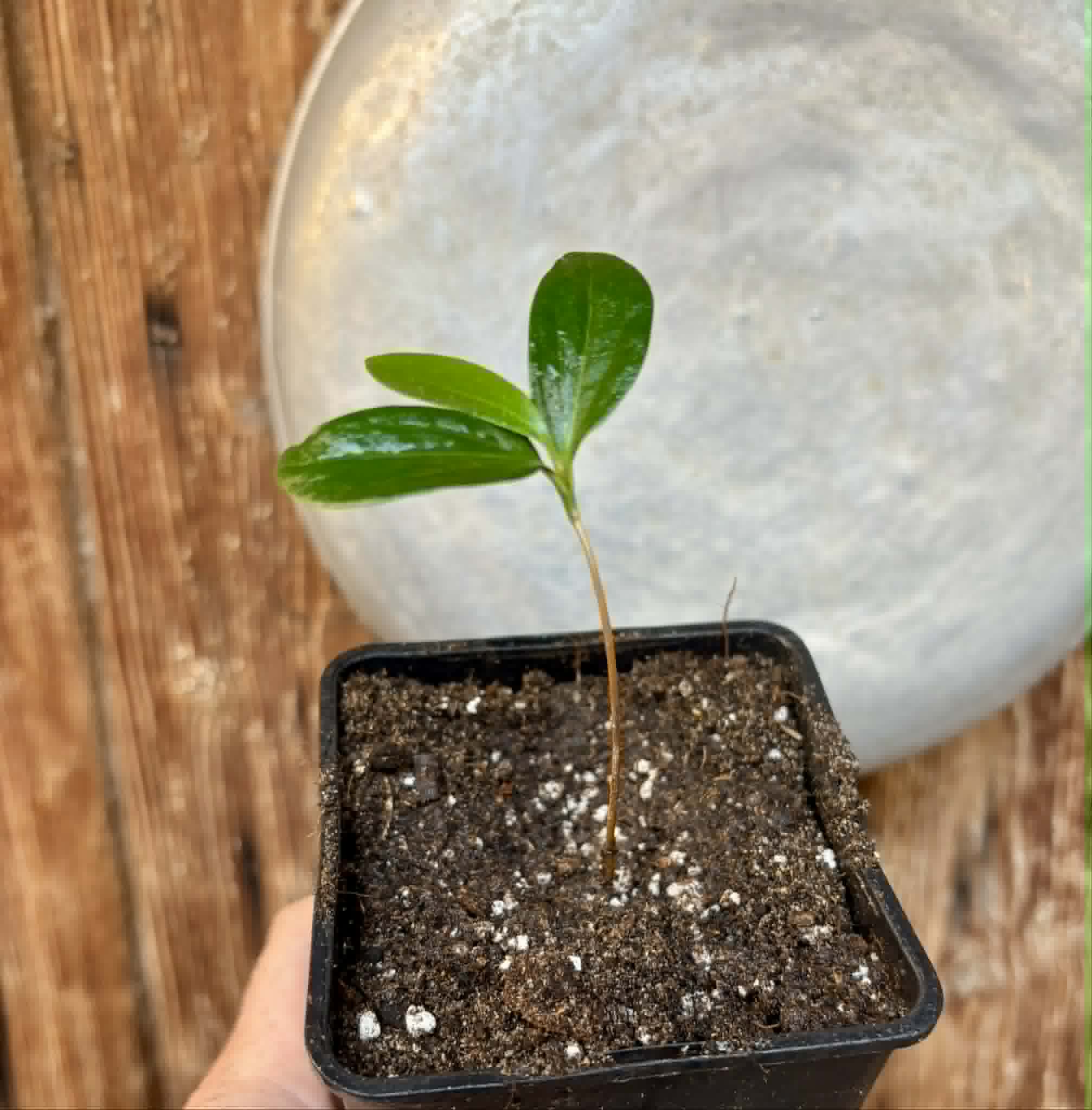 Aquai (Chrysophyllum gonocarpum var. BIG Itacare)  -  1 potted seedling / 1 getopfter Sämling