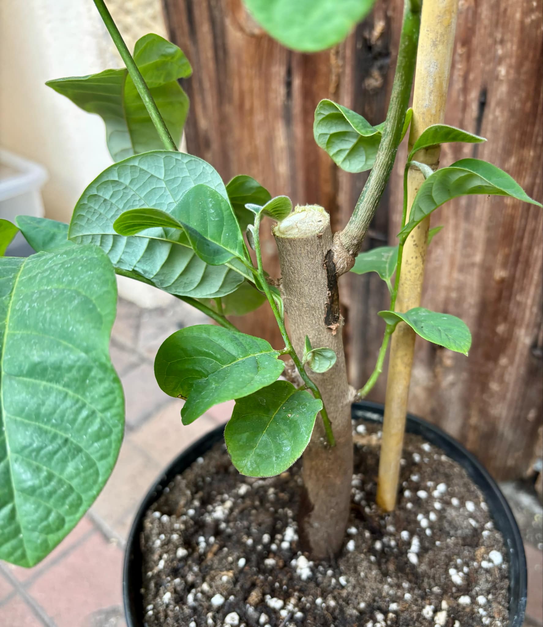 Cherimoya var. Fino de Jete (Annona cherimola) - 1 potted plant / 1 getopfte Pflanze