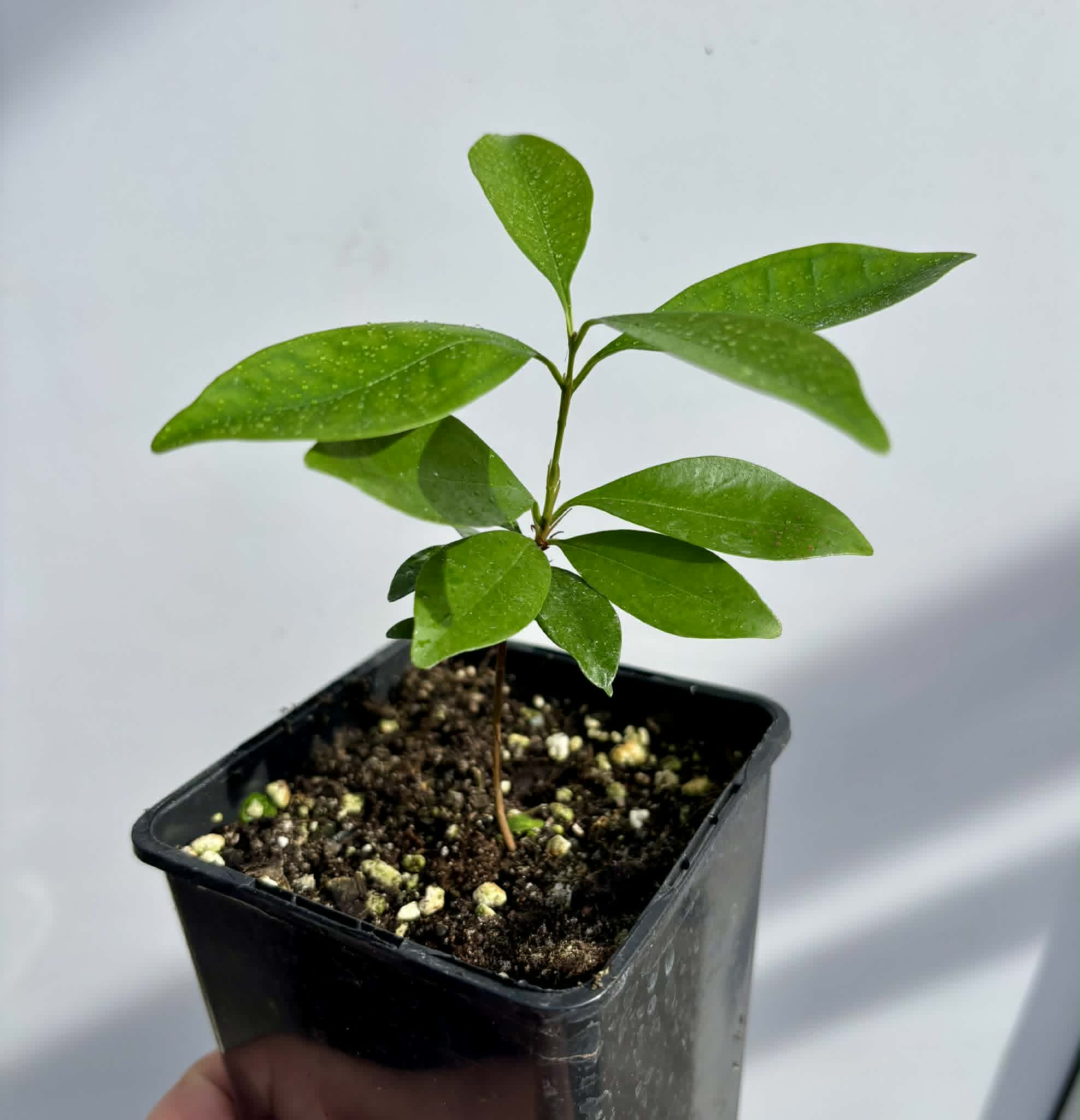 Eugenia sp Nova Rio Guari - 1 potted seedling / 1 getopfter Sämling