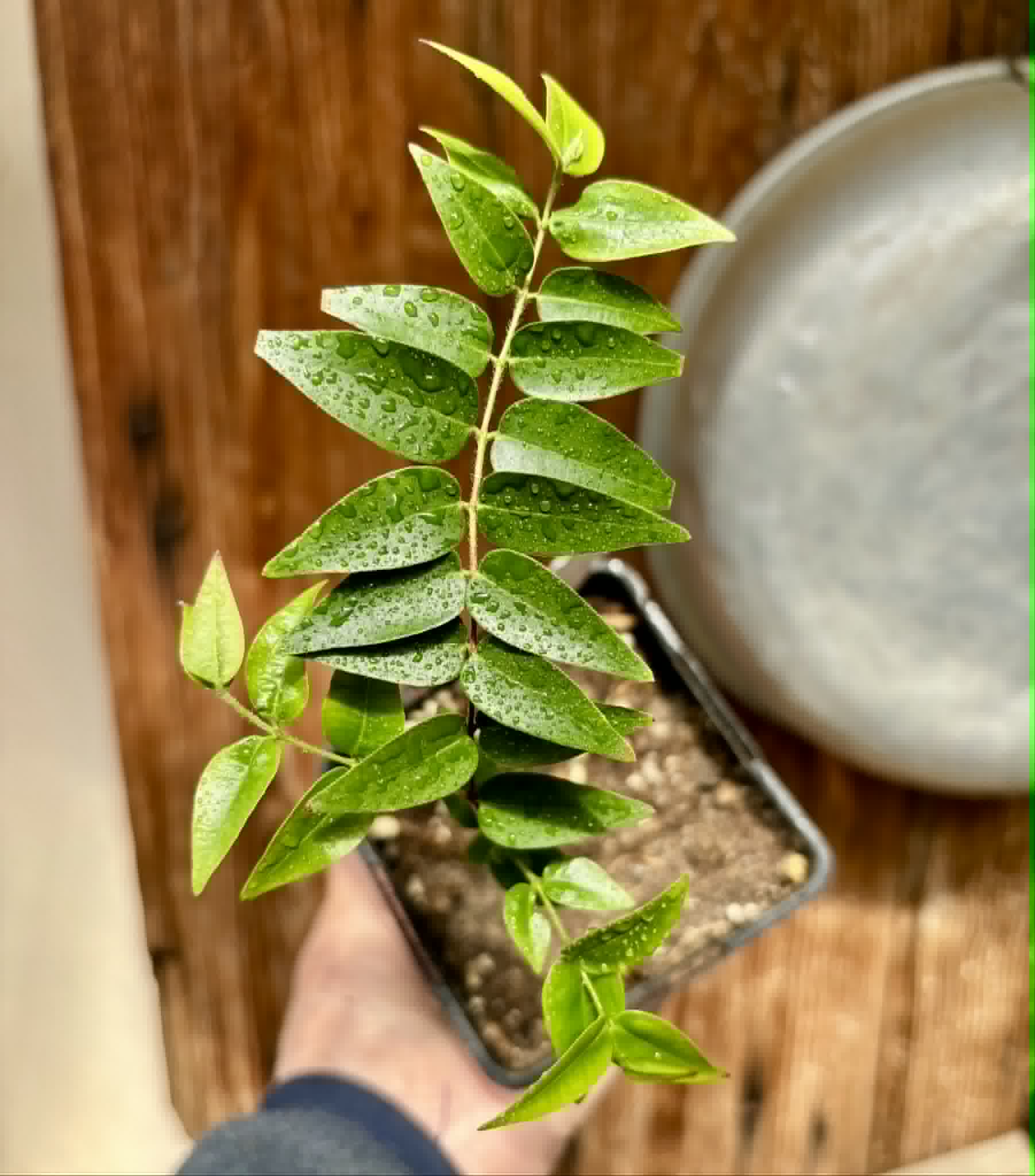 Myrciaria sp Nordestina - 1 potted seedling / 1 getopfter Sämling
