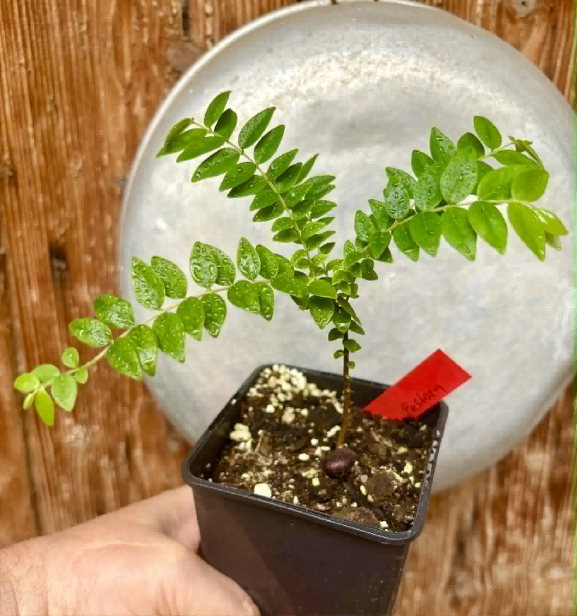 Myrciaria sp Pastora - 1 potted seedling / 1 getopfter Sämling