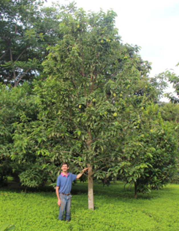 Nam-Chuo-Um-Bo-Luo (Artocarpus nanchuanensis)  -  1 fresh seed / 1 frischer Samen