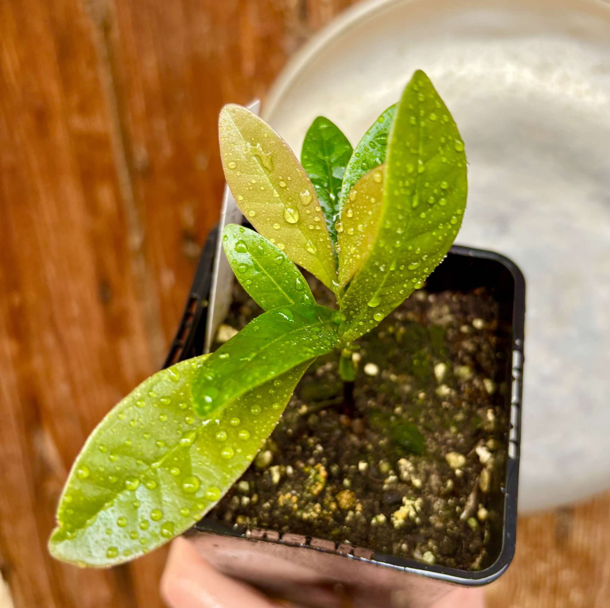 Myrcia sp Quina -  1 potted plant / 1 getopfte Pflanze