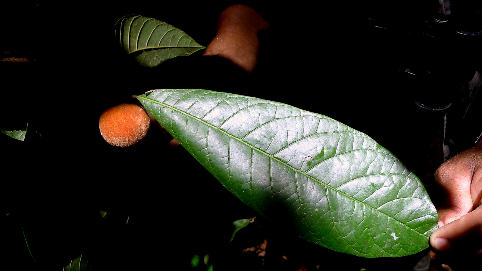 Pouteria macahensis - 1 small potted seedling / 1 kleiner, getopfter Sämling Pouteria macahensis - 1 small potted seedling / 1 kleiner, getopfter Sämling