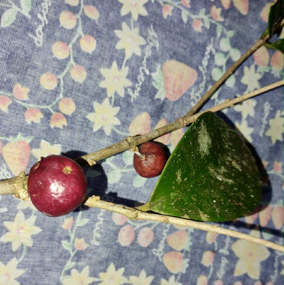 Eugenia sp Pindoca - 1 germinated seed / 1 gekeimter Samen Eugenia sp Pindoca - 1 germinated seed / 1 gekeimter Samen