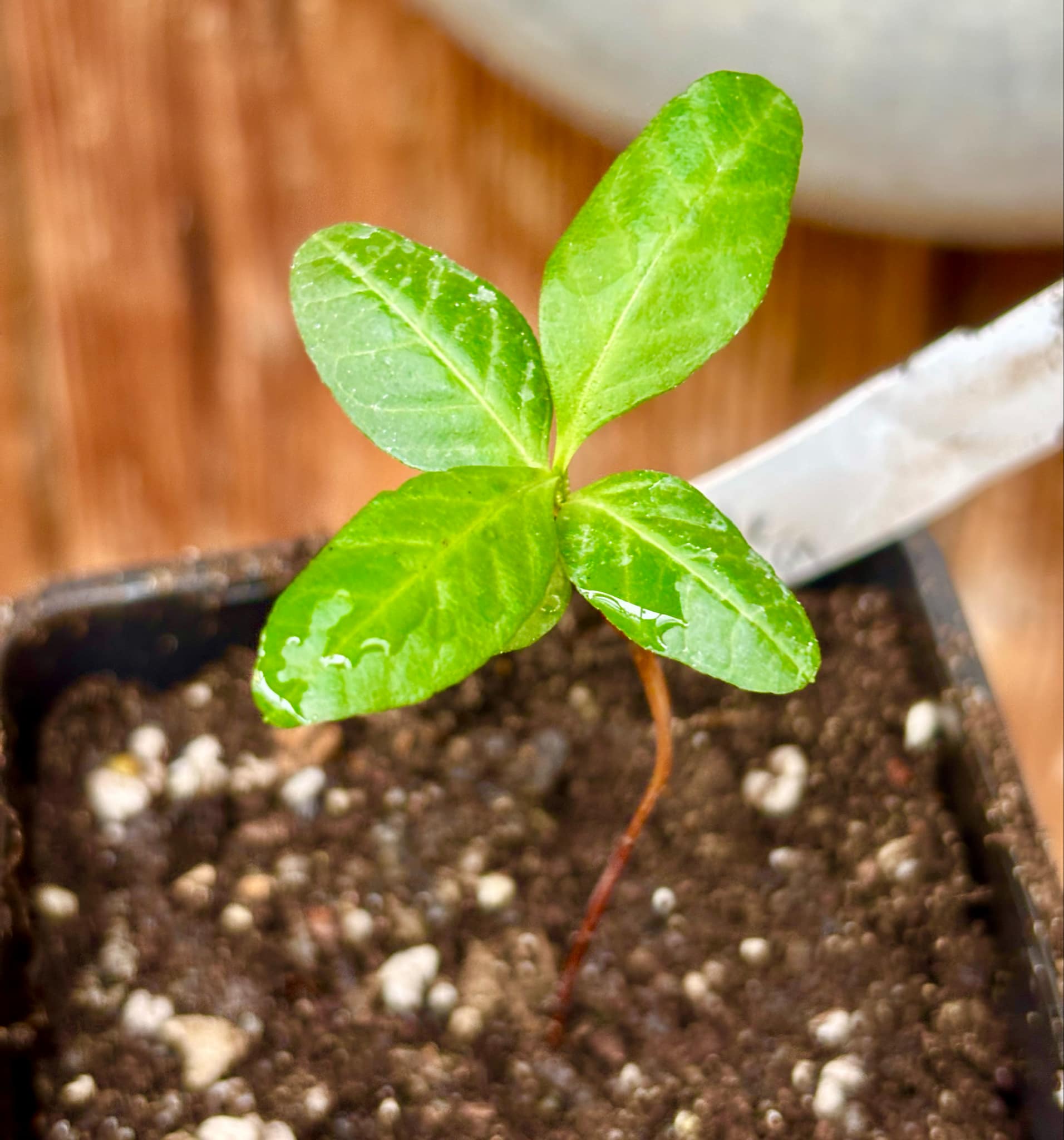 Psidium guajava - Pear middle  - 1 small potted seedling / 1 kleiner, getopfter Sämling