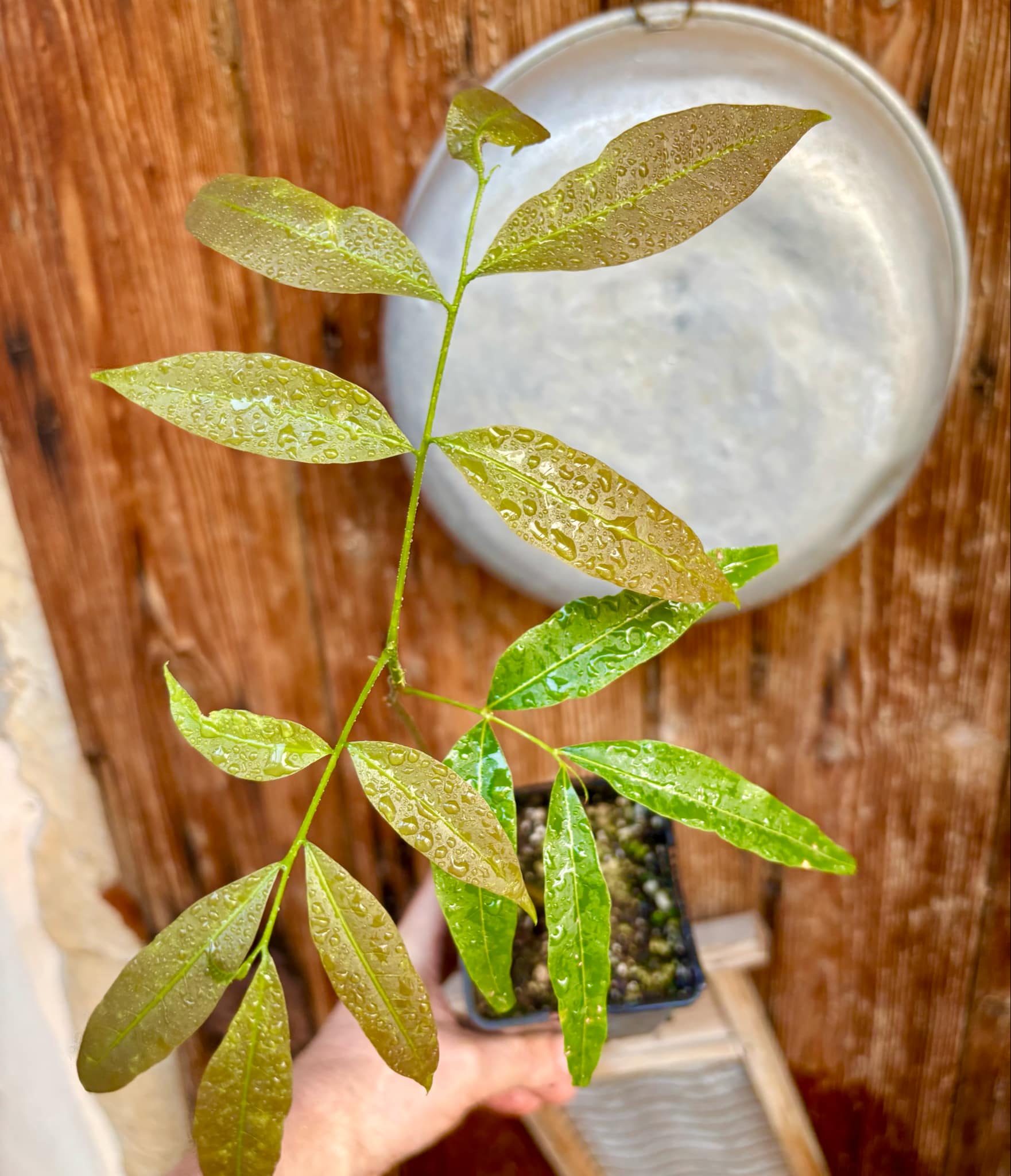 Talisia esculenta - Pitomba do Nordeste - 1 potted plant / 1 getopfte Pflanze