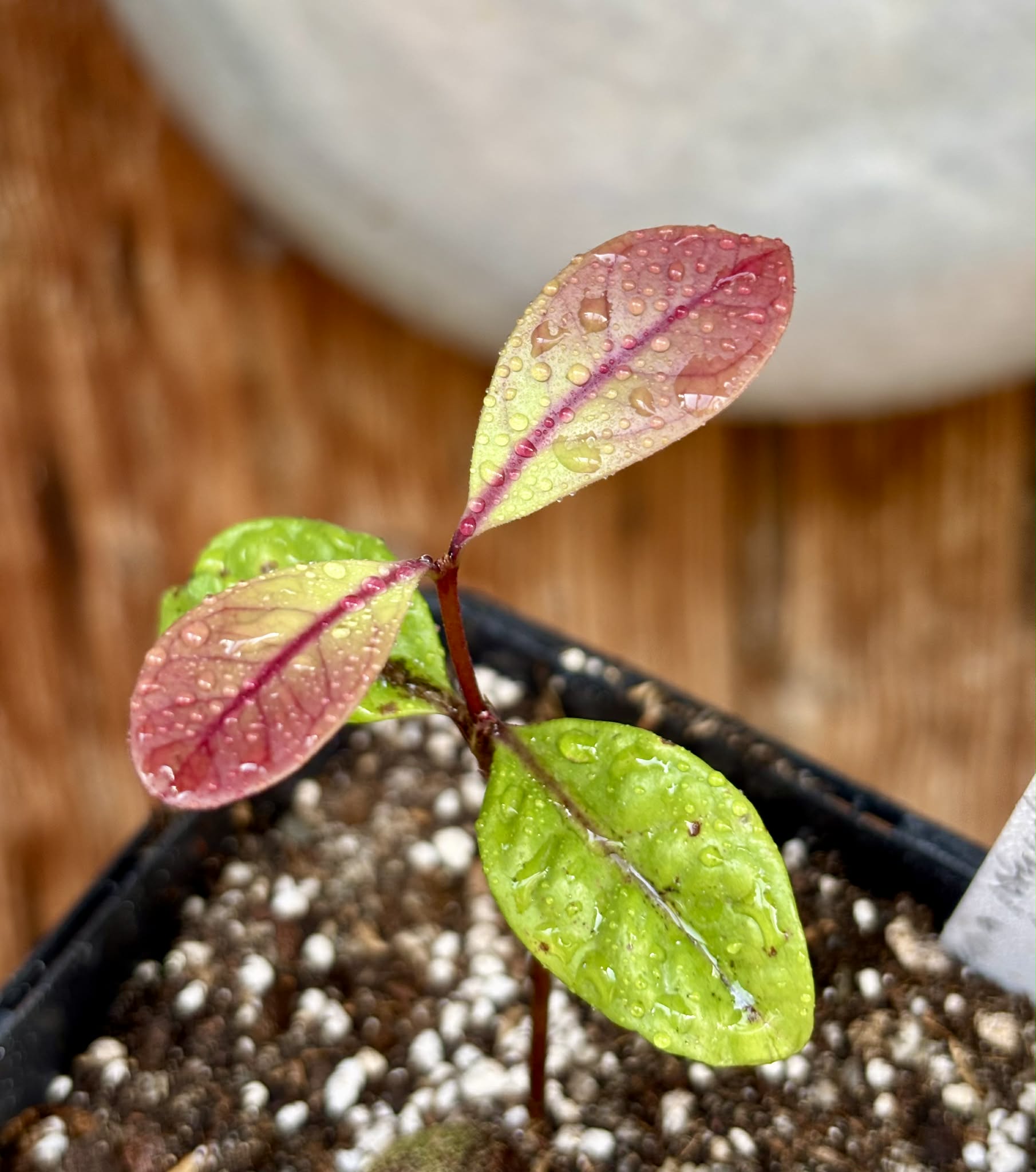 Eugenia rotundifolia var. Maruim - 1 potted seedling / 1 getopfter Sämling