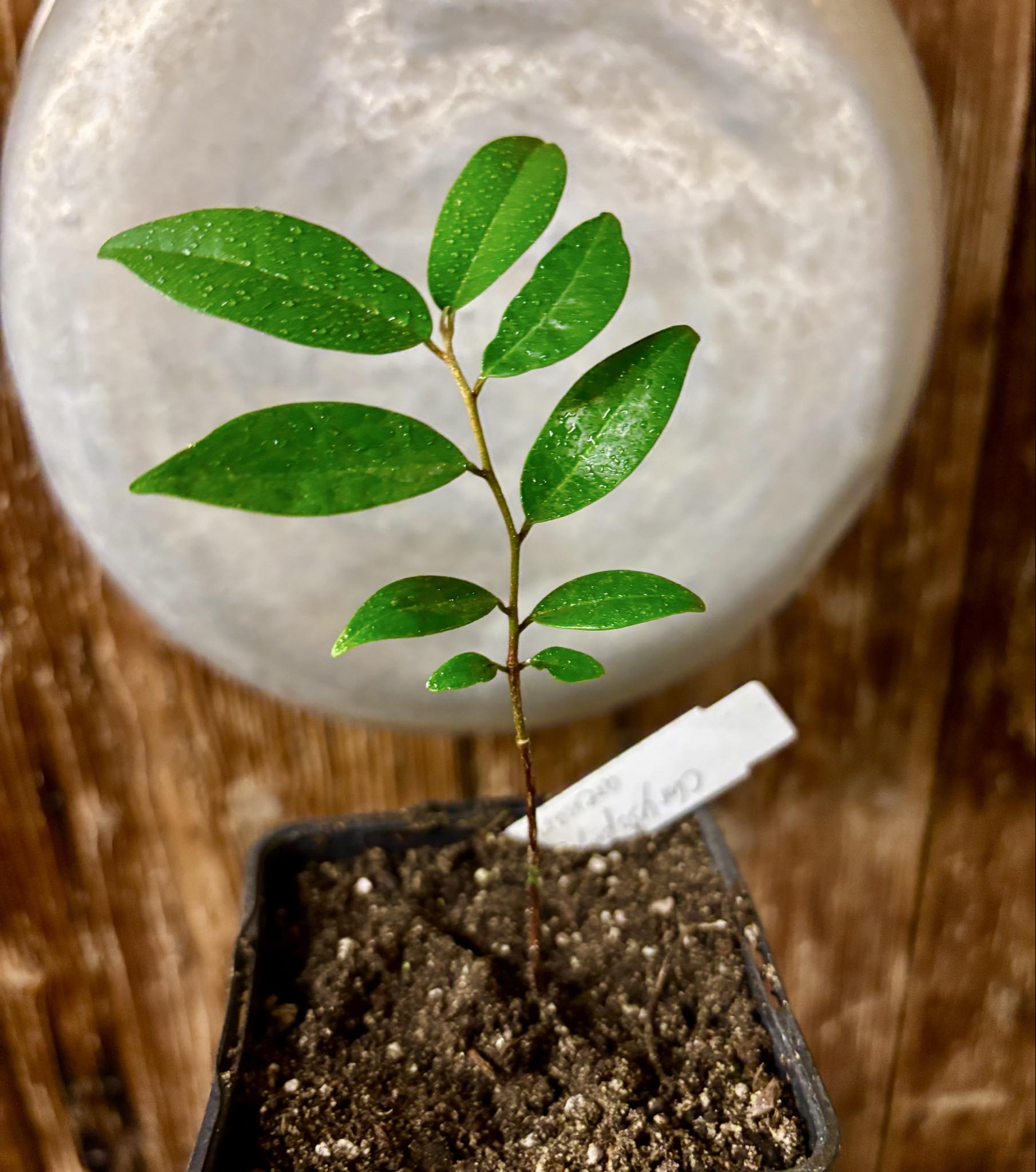 Chrysophyllum arenarium - Ameixa do Nordeste - 1 potted plant / 1 getopfte Pflanze