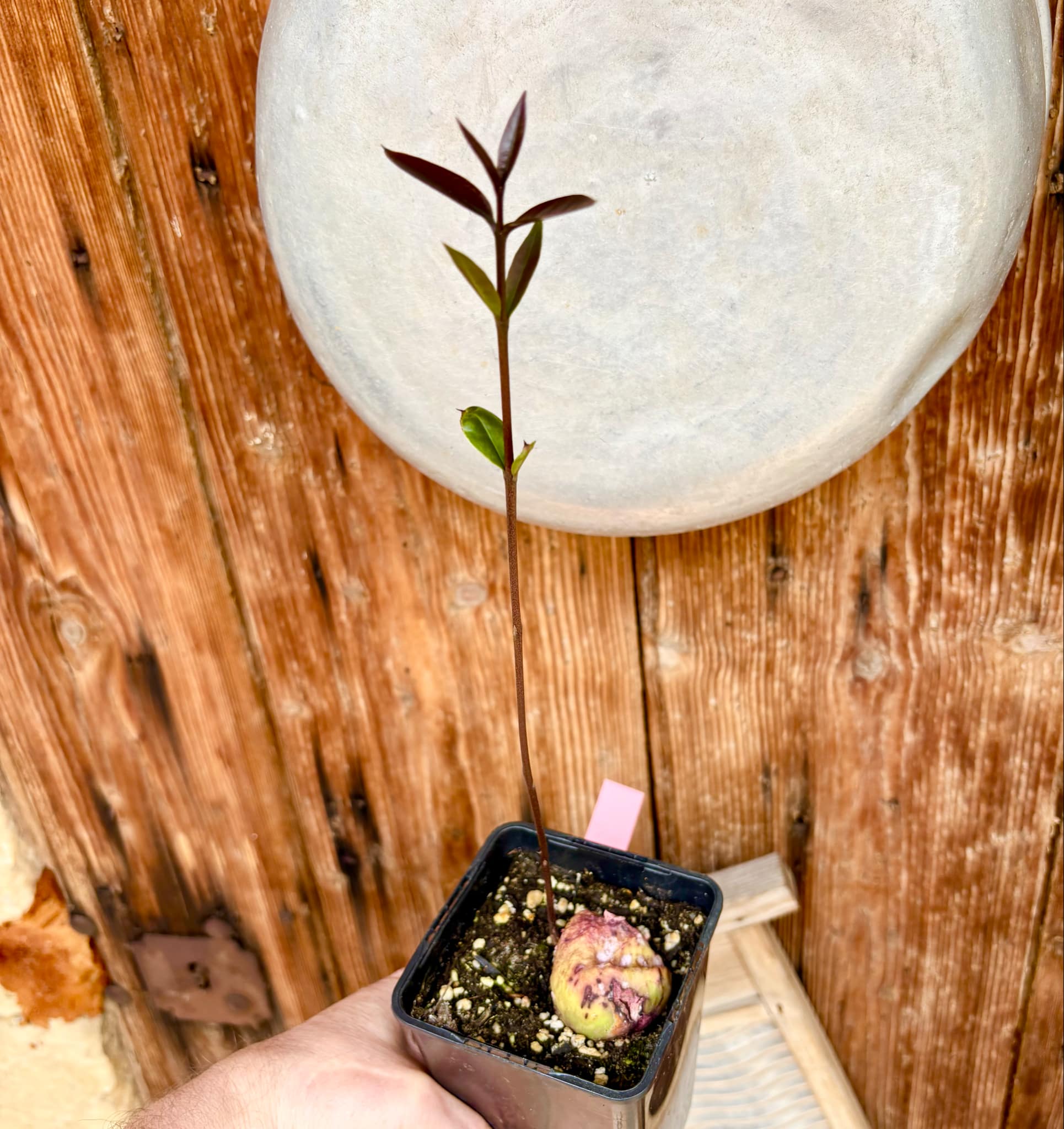 Eugenia sp BIG Maca-  1 small potted seedling / 1 kleiner, getopfter Sämling