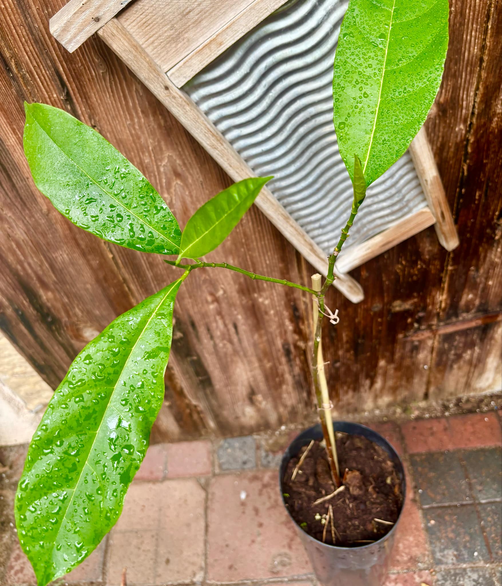 3 years old - Red Jackfruit (Artocarpus heterophyllus) - 1 pottet plant, 1 getopfte Pflanze