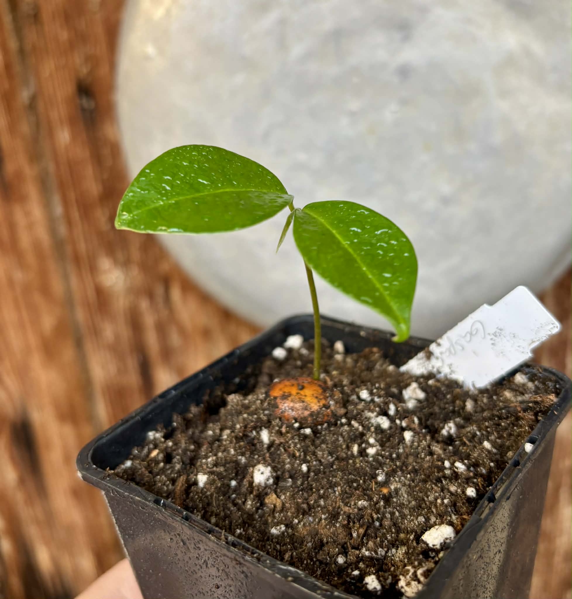 Annona montana var. Gaspar - 1 potted seedling / 1 getopfter Sämling
