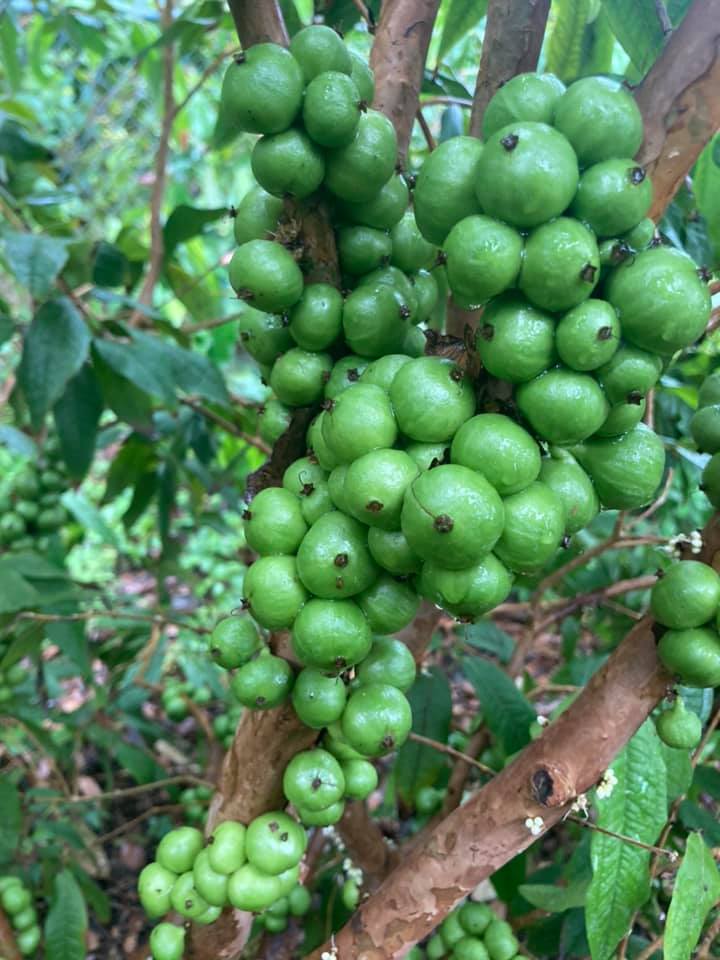 Plinia aureana - 1 fresh seed / 1 frischer Samen