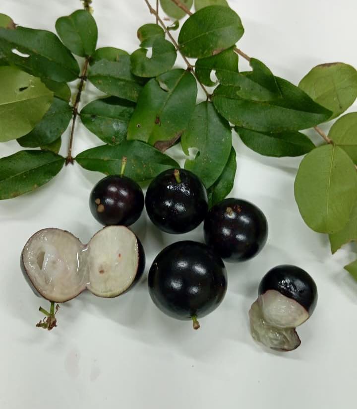 Collection of 5 Jaboticaba -  5 different potted Plinia / 5 verschiedene, getopfte Plinia