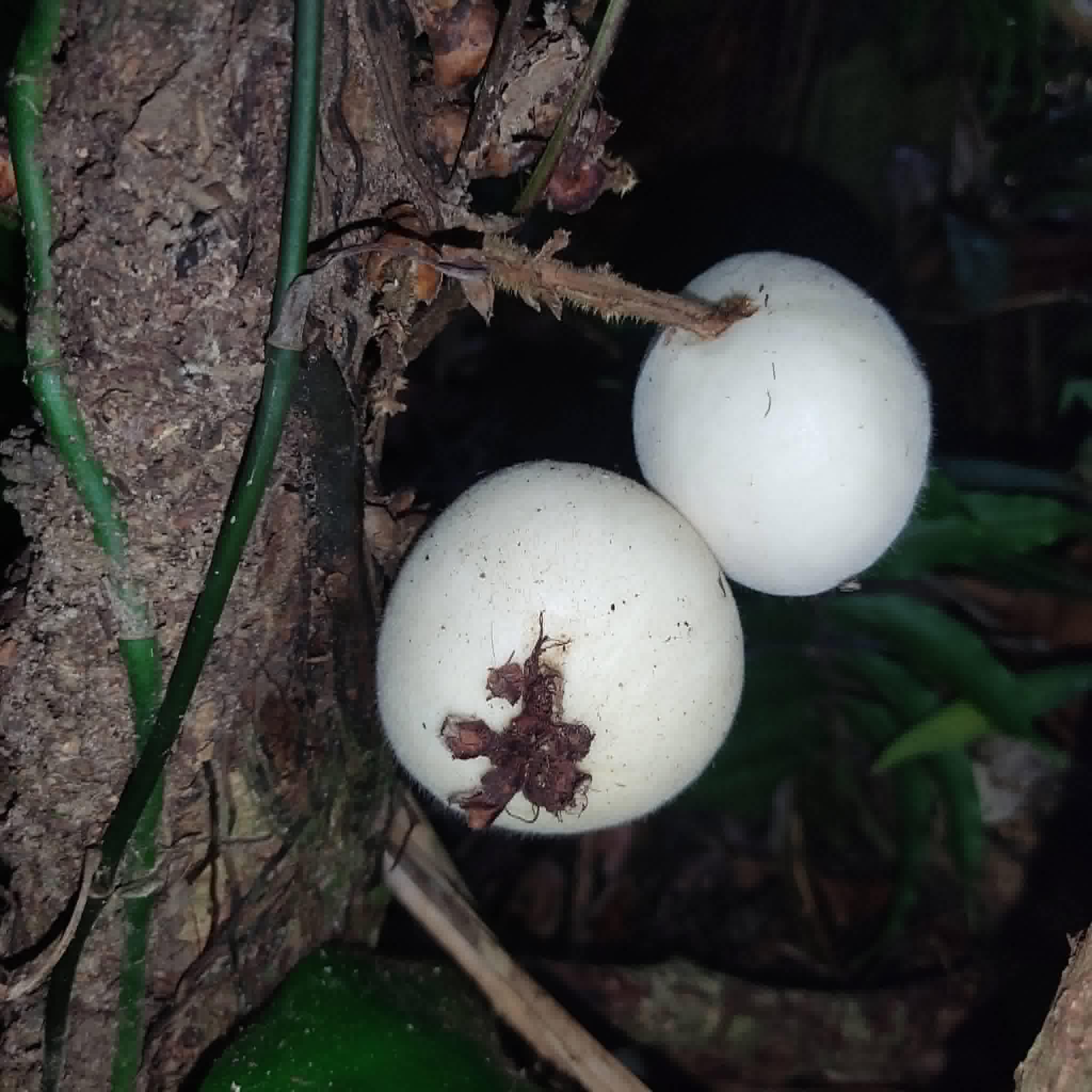 Plinia rara var. WHITE -  1 germinated seed / 1 gekeimter Samen