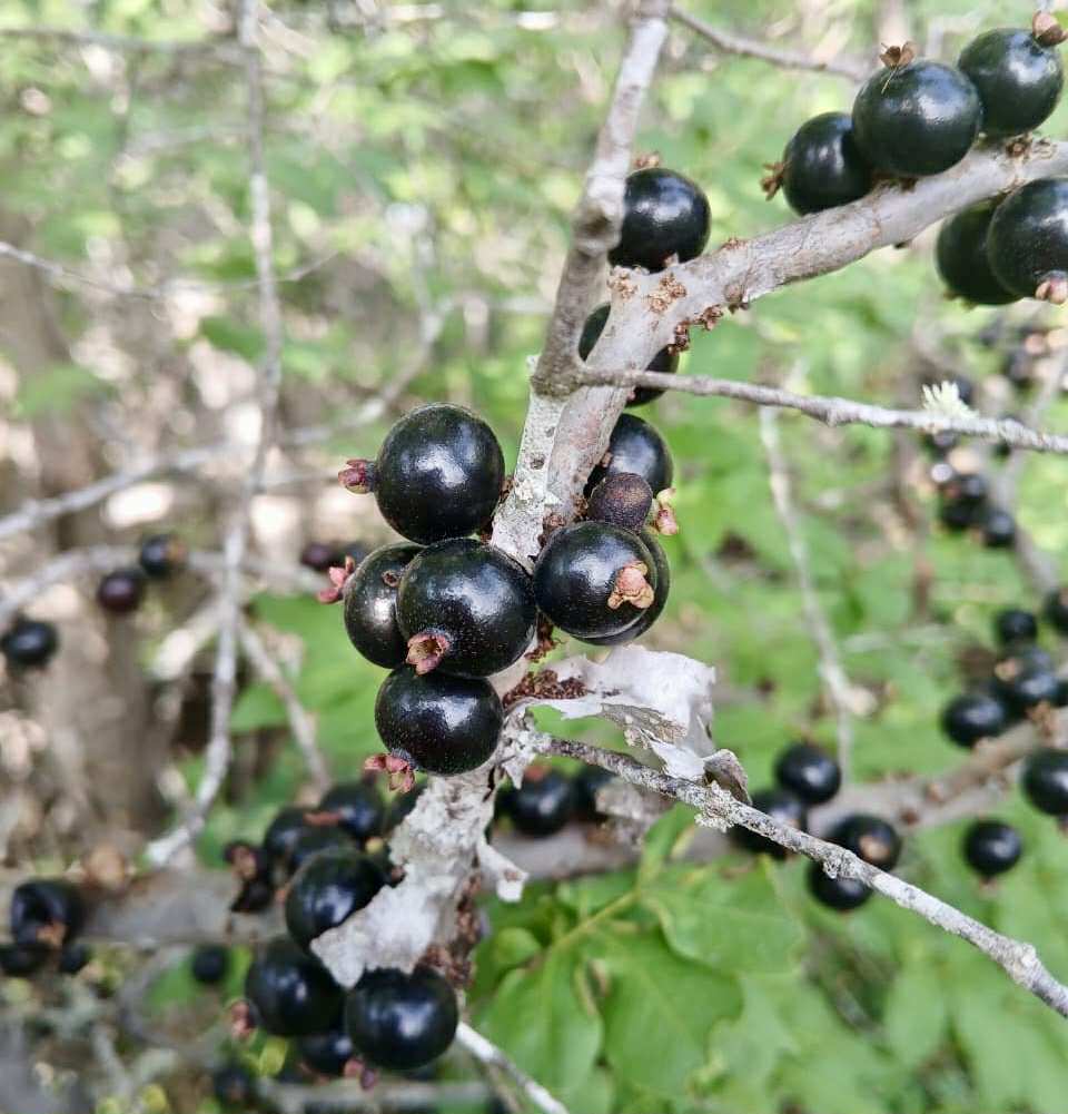 Jaboticaba de RAMA (Plinia sp) -  1 fresh seed / 1 frischer Samen