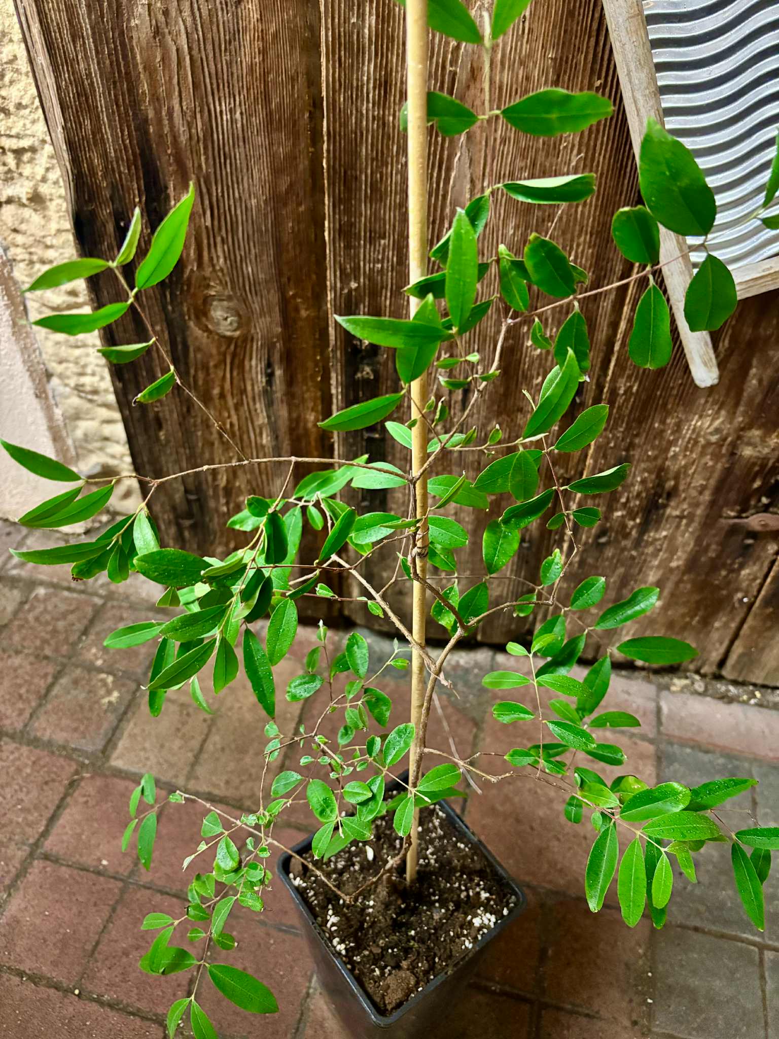 4 years old - Uvaia do Visconde (Eugenia beaurepairiana) - 1 potted plant / 1 getopfte Pflanze