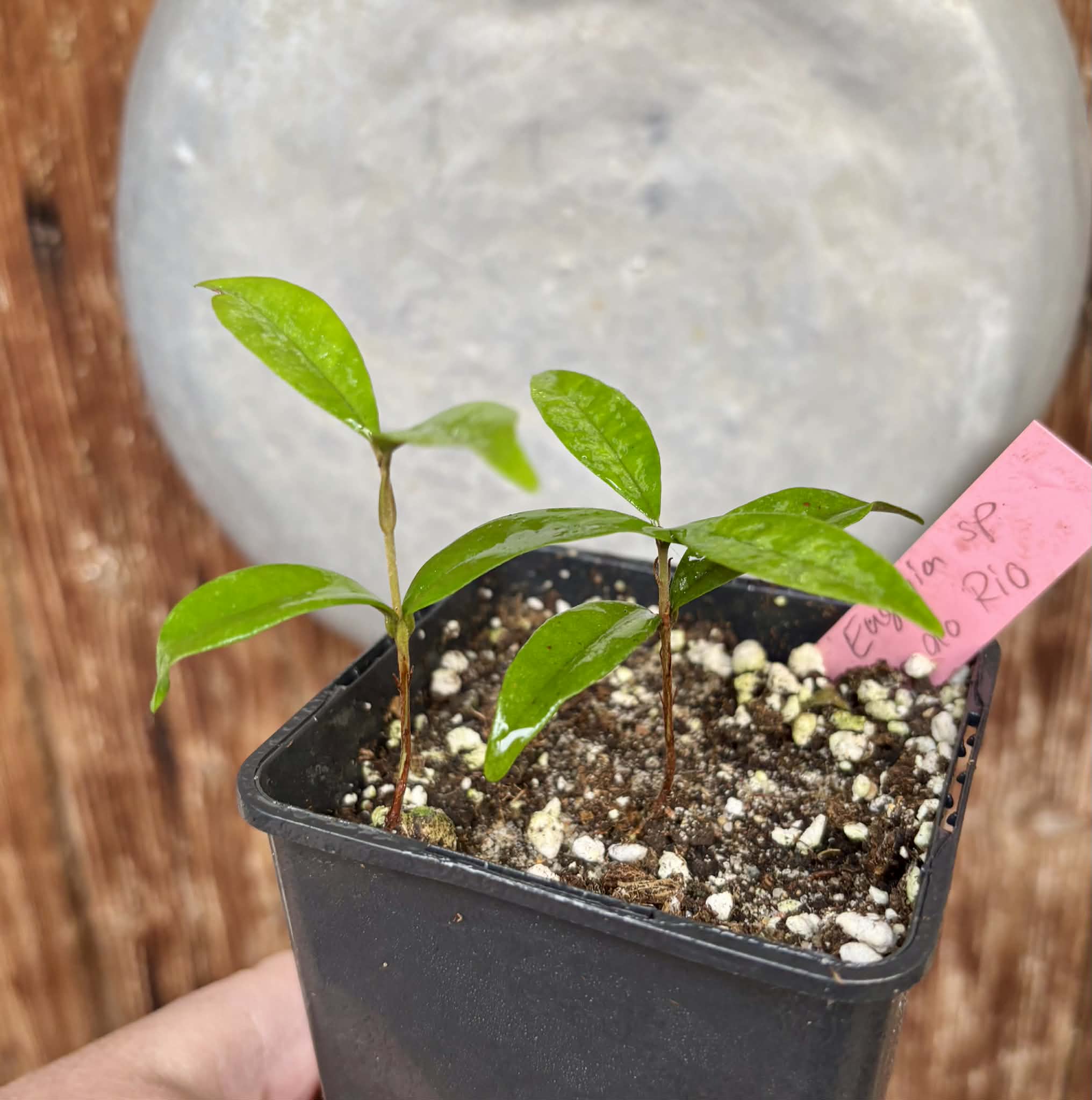 2 in 1 pot - Eugenia sp Roxa do Rio - 2 seedlings in one pot / 2 Sämlinge in einem Topf