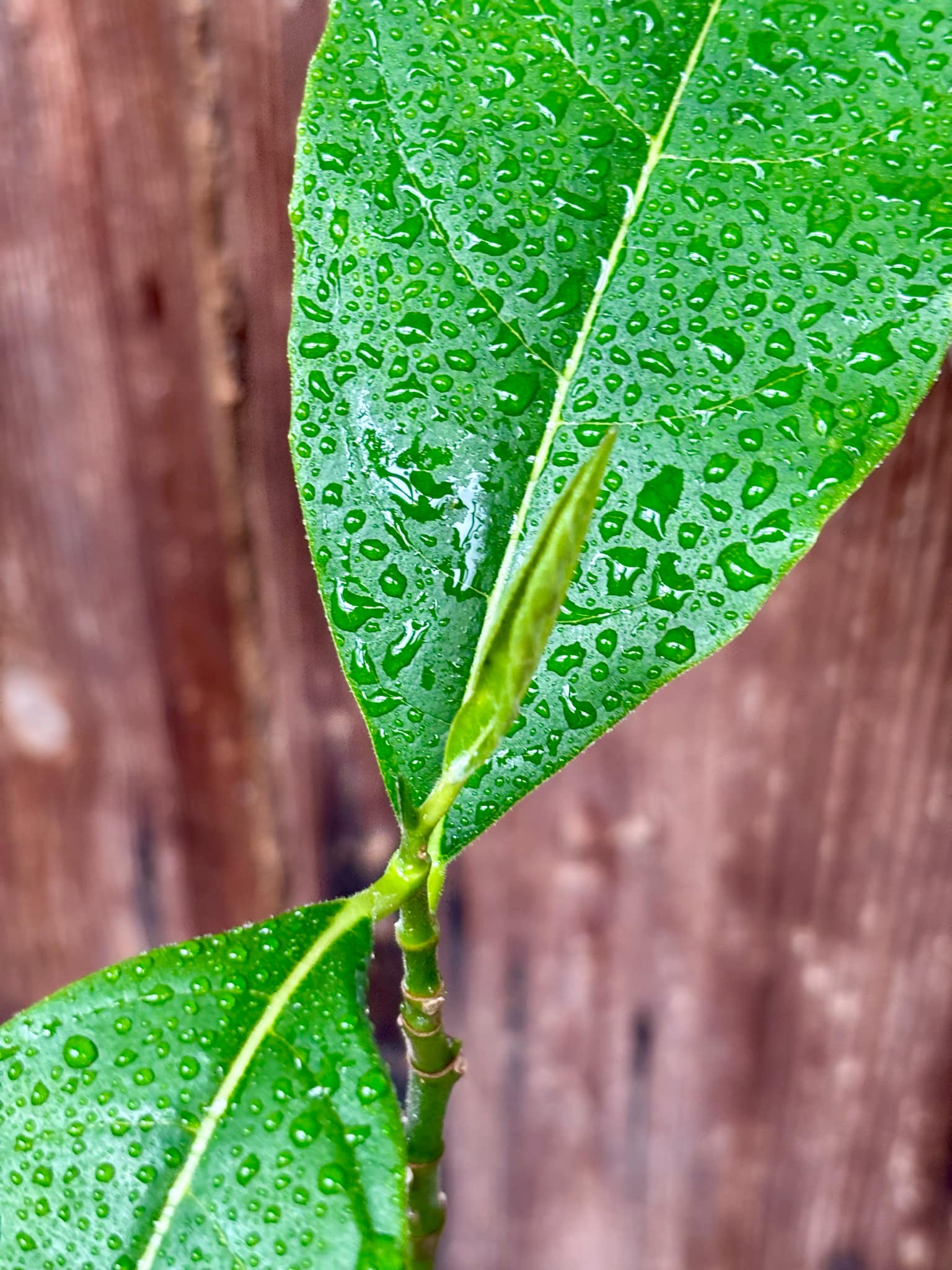 3 years old - Red Jackfruit (Artocarpus heterophyllus) - 1 pottet plant, 1 getopfte Pflanze
