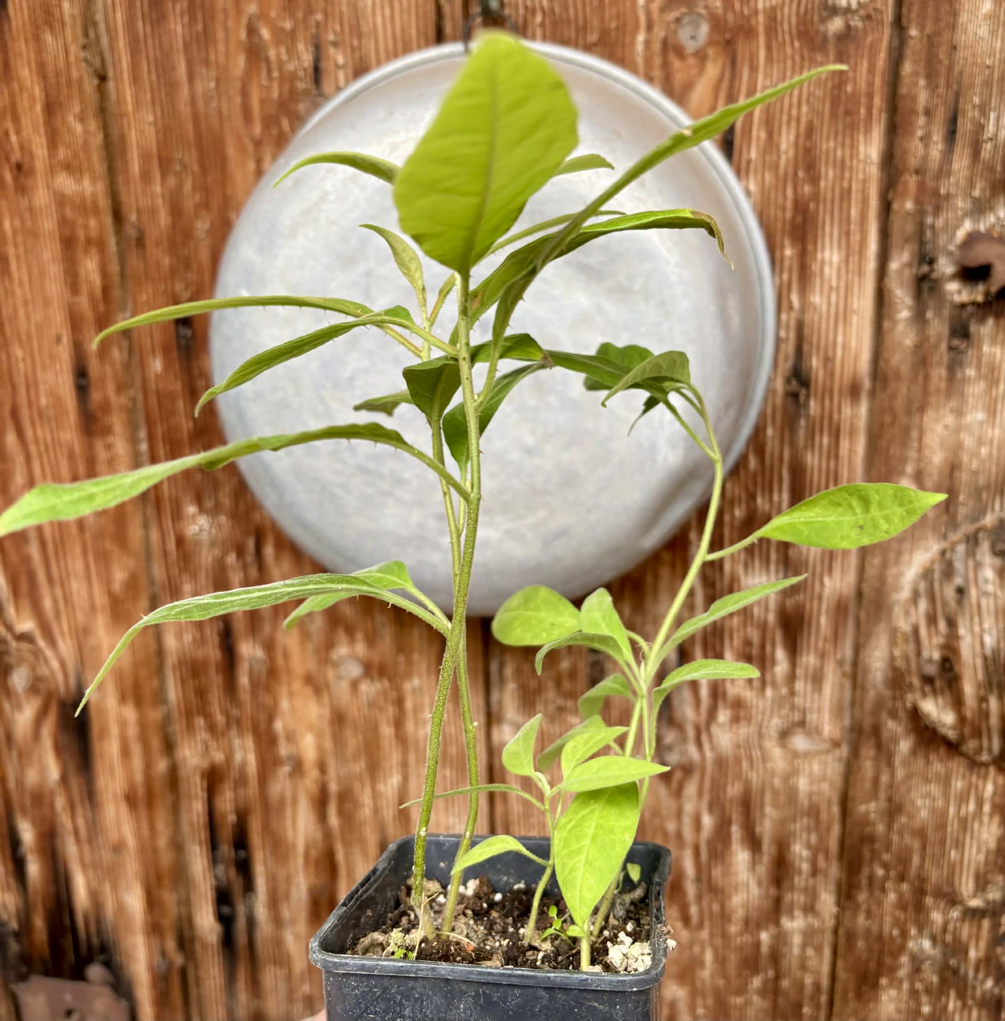 4 in 1 pot - Solanum sp. Mata Escura - 4 plants in one pot / 4 Pflanzen in einem Topf