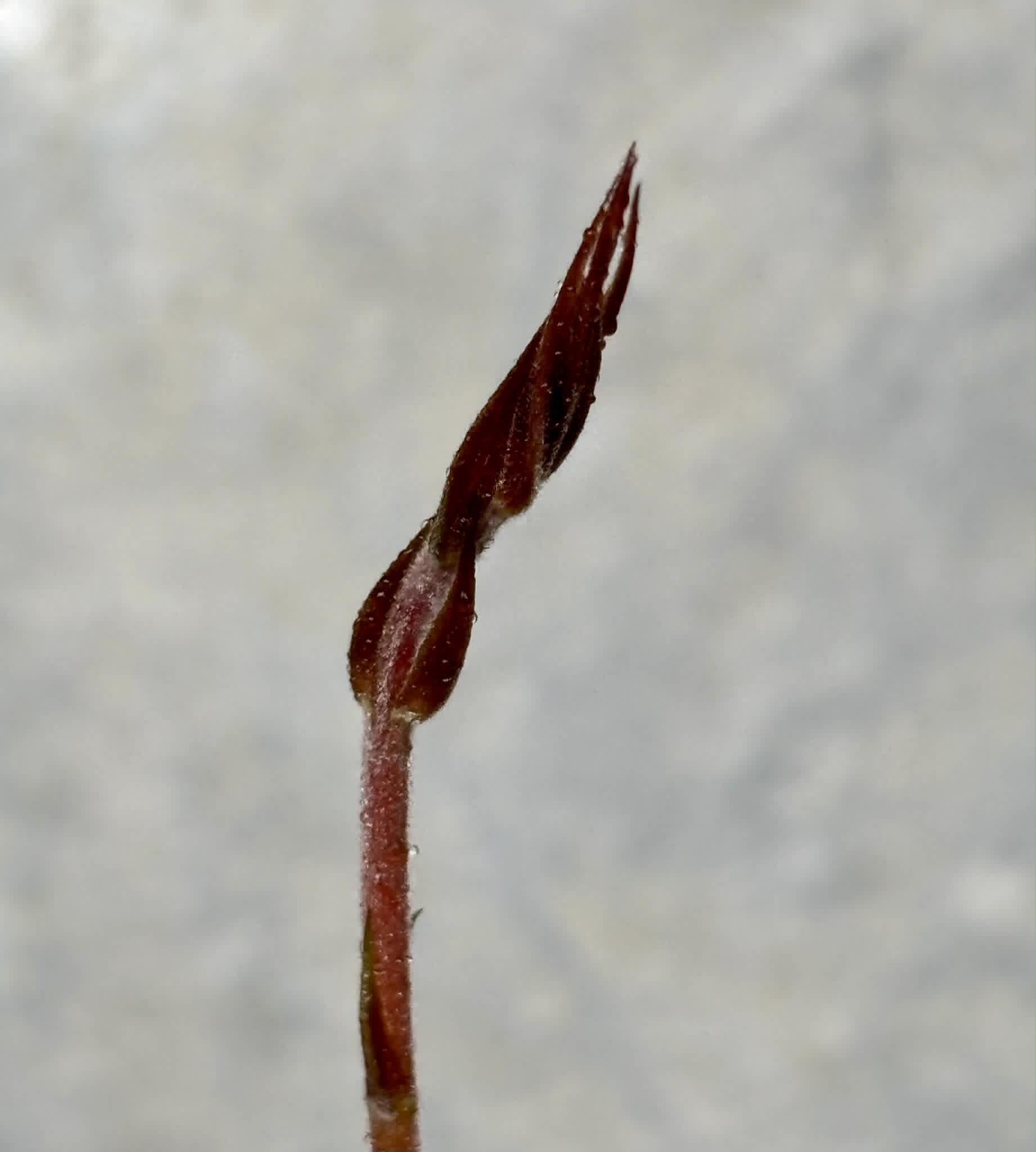Plinia longiacuminata YELLOW -  1 potted seedling / 1 getopfter Sämling