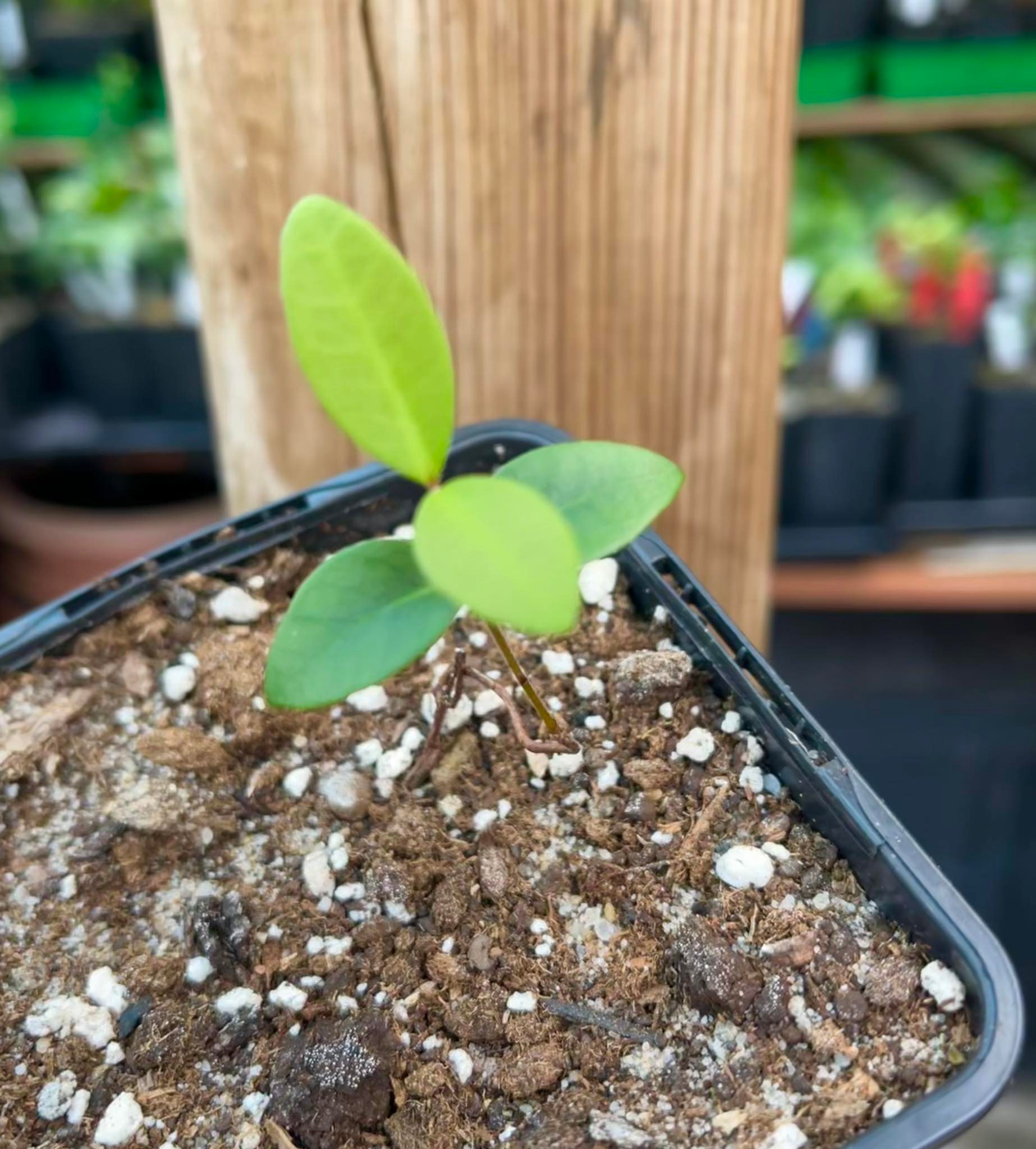 Eugenia uruguayensis