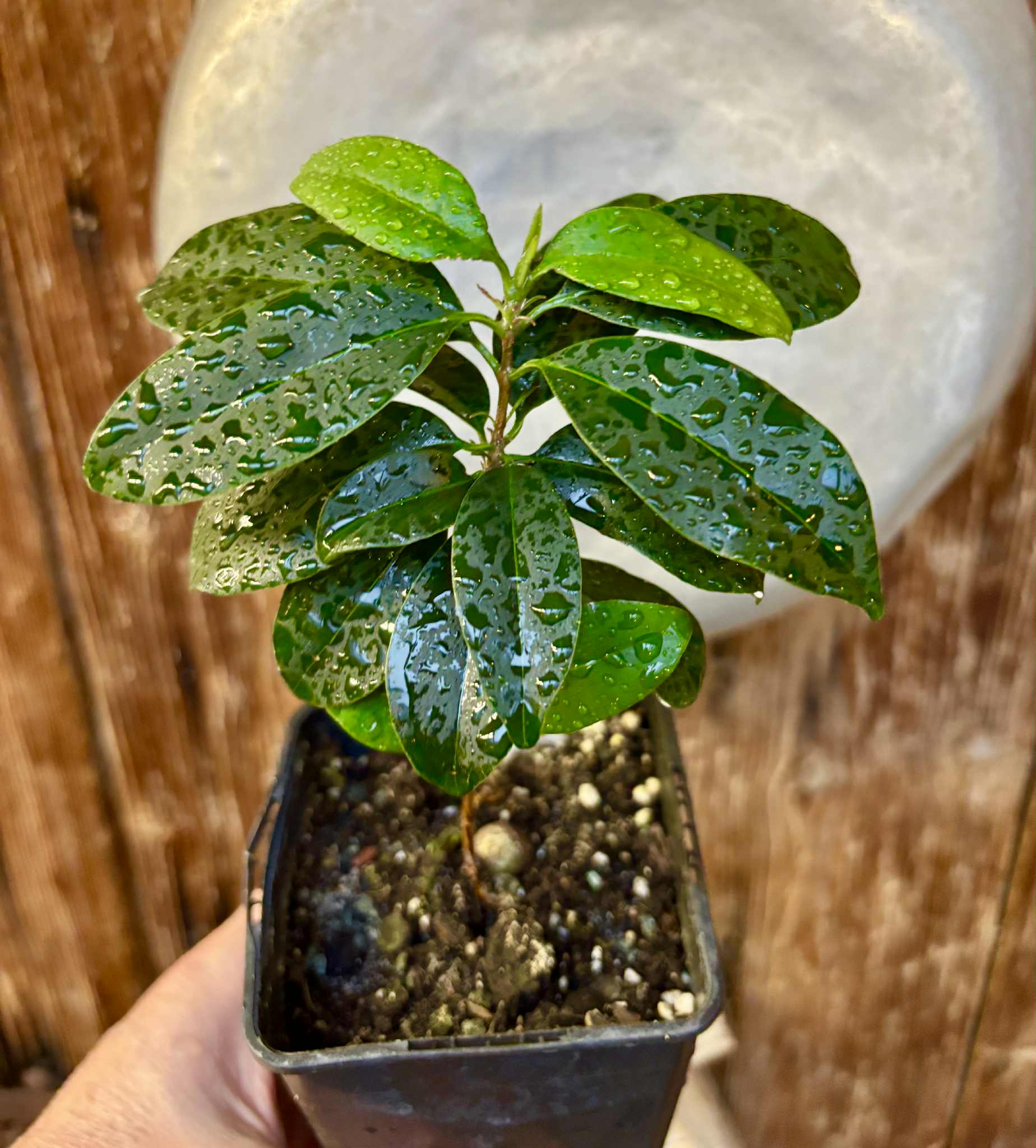 Eugenia dichroma - Pitanga Fanta - 1 potted seedling / 1 getopfter Sämling