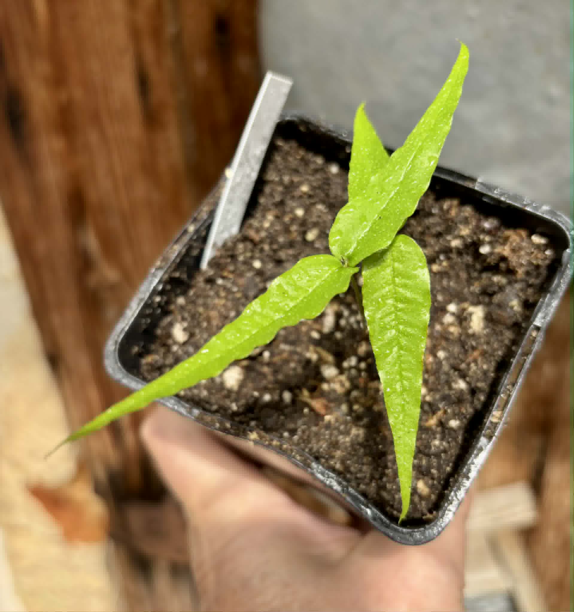 Plinia sp UNA justino -  1 potted seedling / 1 getopfter Sämling
