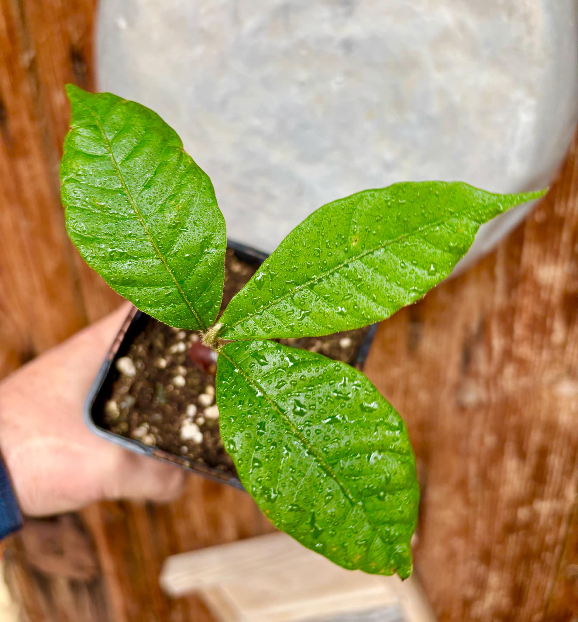 Pouteria torta subsp. gallifructa - Abiu Pilosa - 1 potted plant / 1 getopfte Pflanze Pouteria torta subsp. gallifructa - Abiu Pilosa - 1 potted plant / 1 getopfte Pflanze