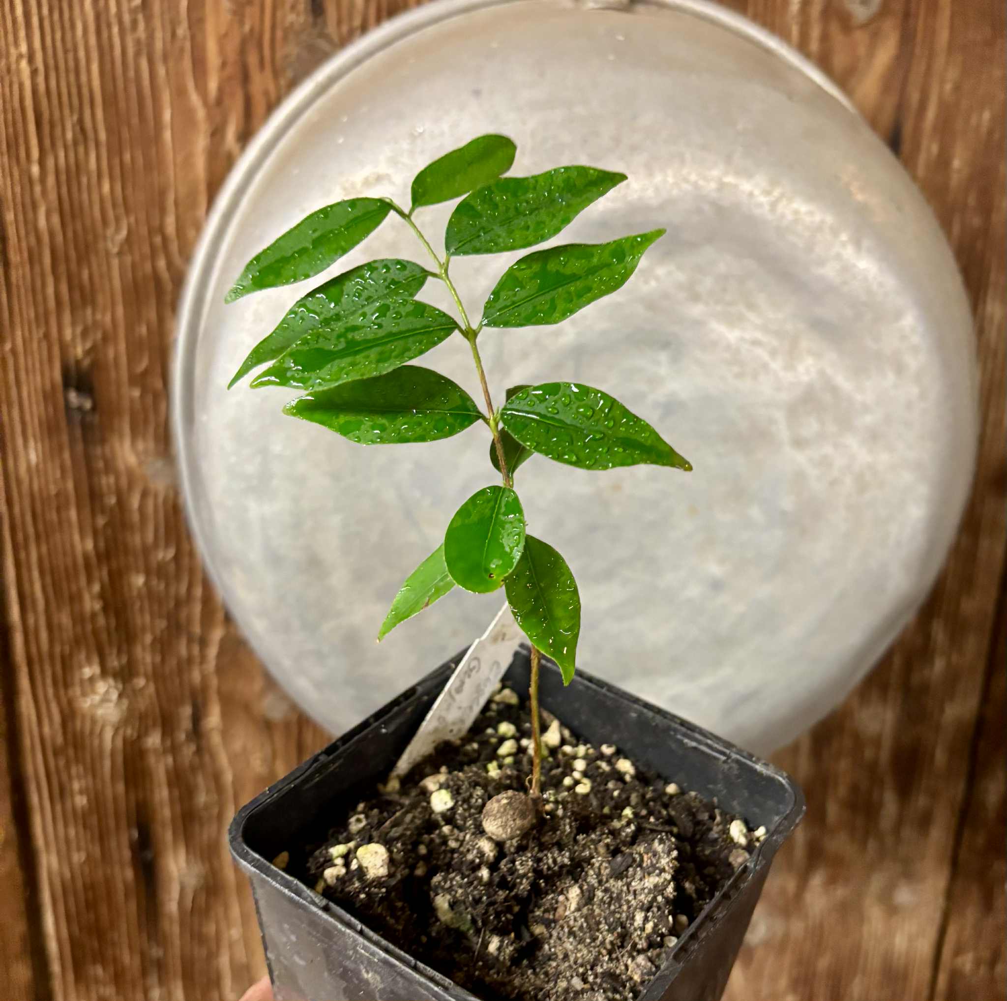 Eugenia sp Guajuba suave -  1 potted seedling / 1 getopfter Sämling