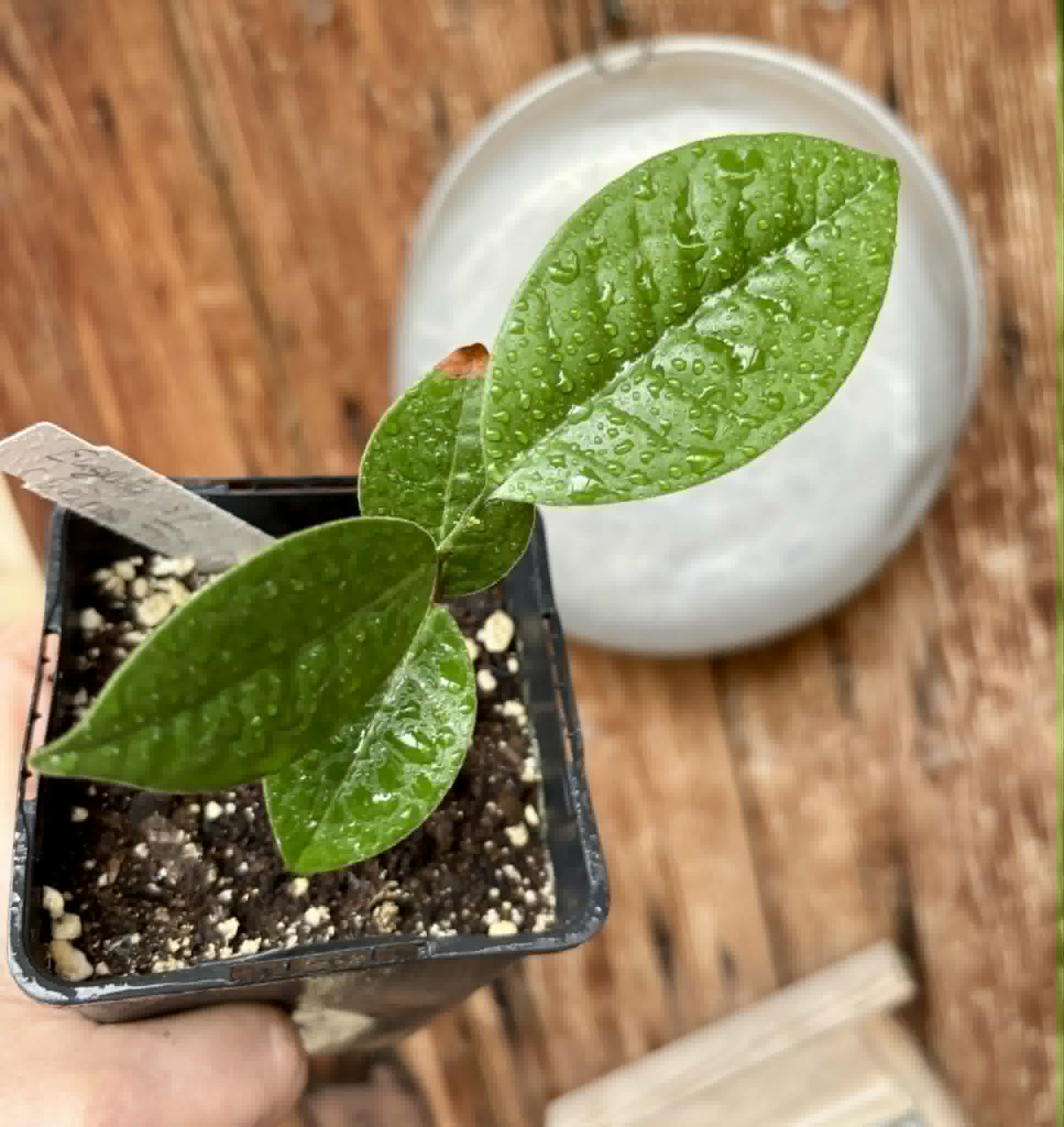 Eugenia sp Cheirosa Fruto Passado - 1 potted seedling / 1 getopfter Sämling